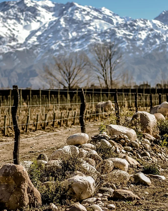 Ernesto Catena Vineyards &mdash; verified Wine producer