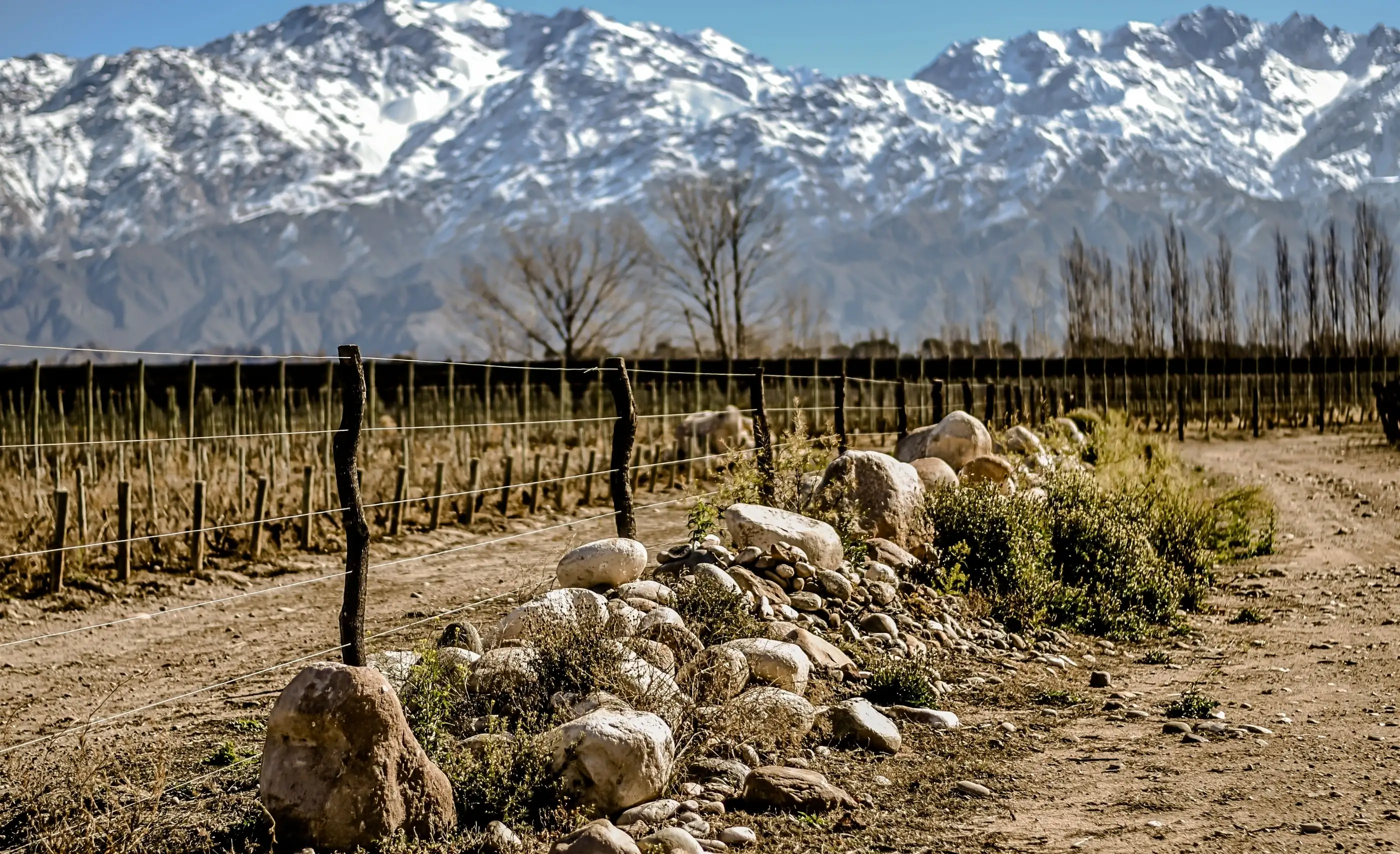 Snow-covered mountains rise behind bare vine rows, with a wire fence and a pile of rounded stones beside a dirt track