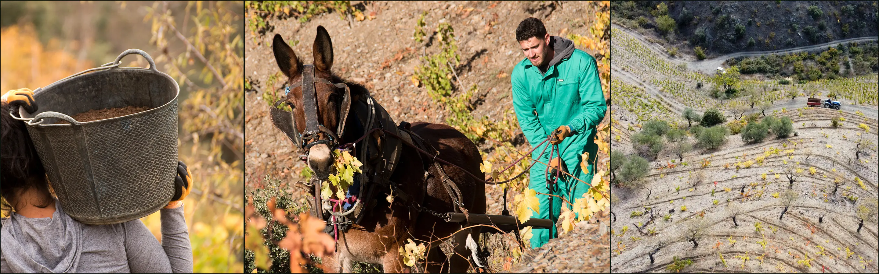 Three photographs: a picker carrying a bucket on one shoulder, a man working vines with a mule, terraced slopes of La Coma d'en Romeu from above