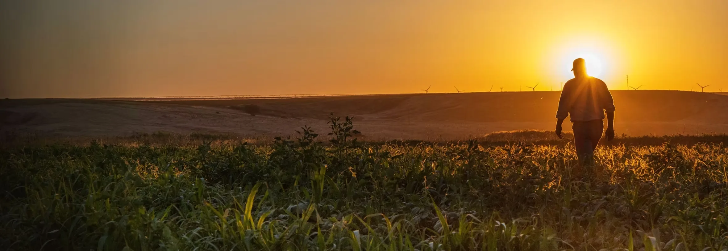 Silhouette of a man in a cap walking into a field of green crop at sunset, with wind turbines on the far ridge
