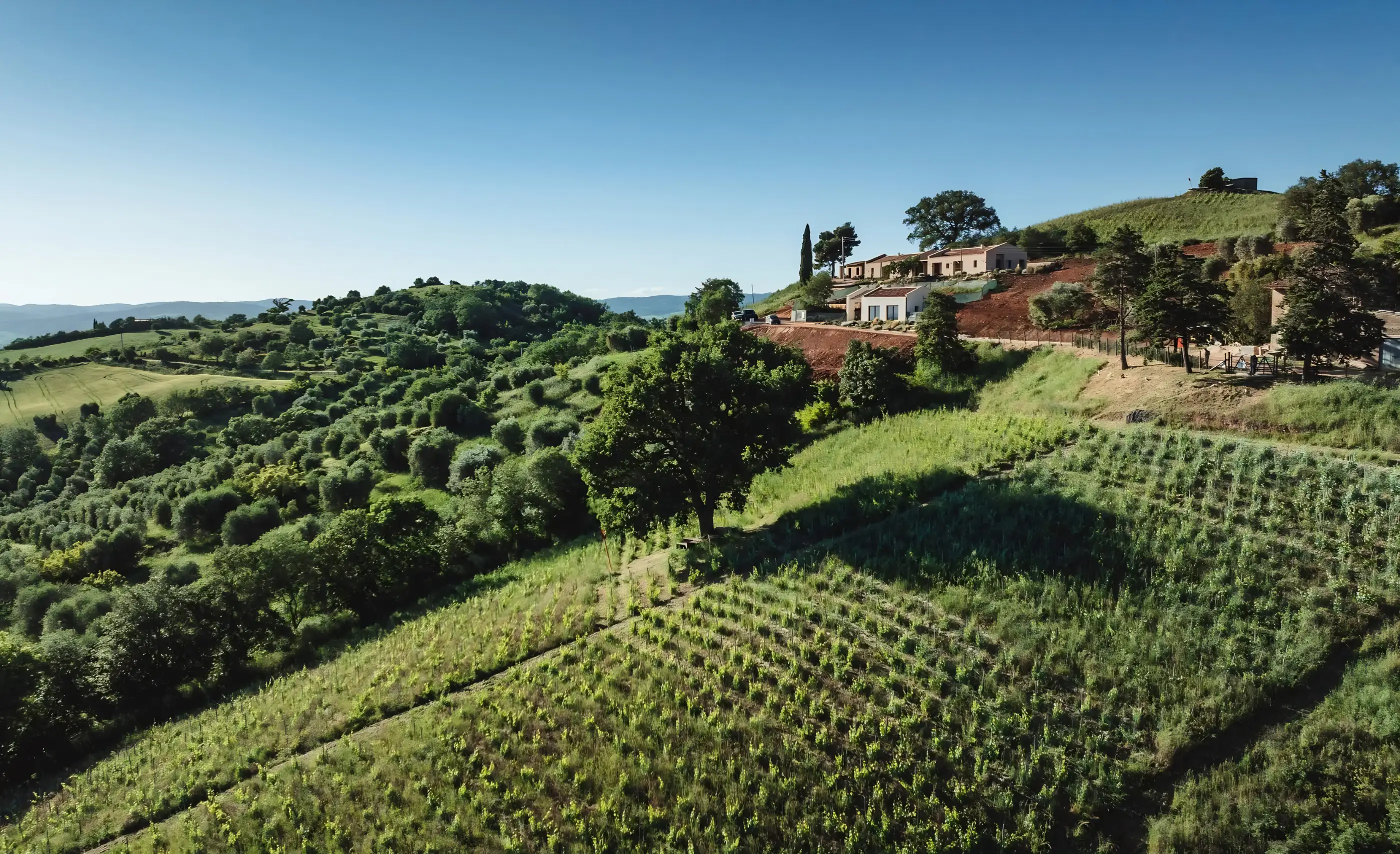 Aerial view of young vine rows on a green hillside, with olive groves and low terracotta-roofed buildings on the hilltop