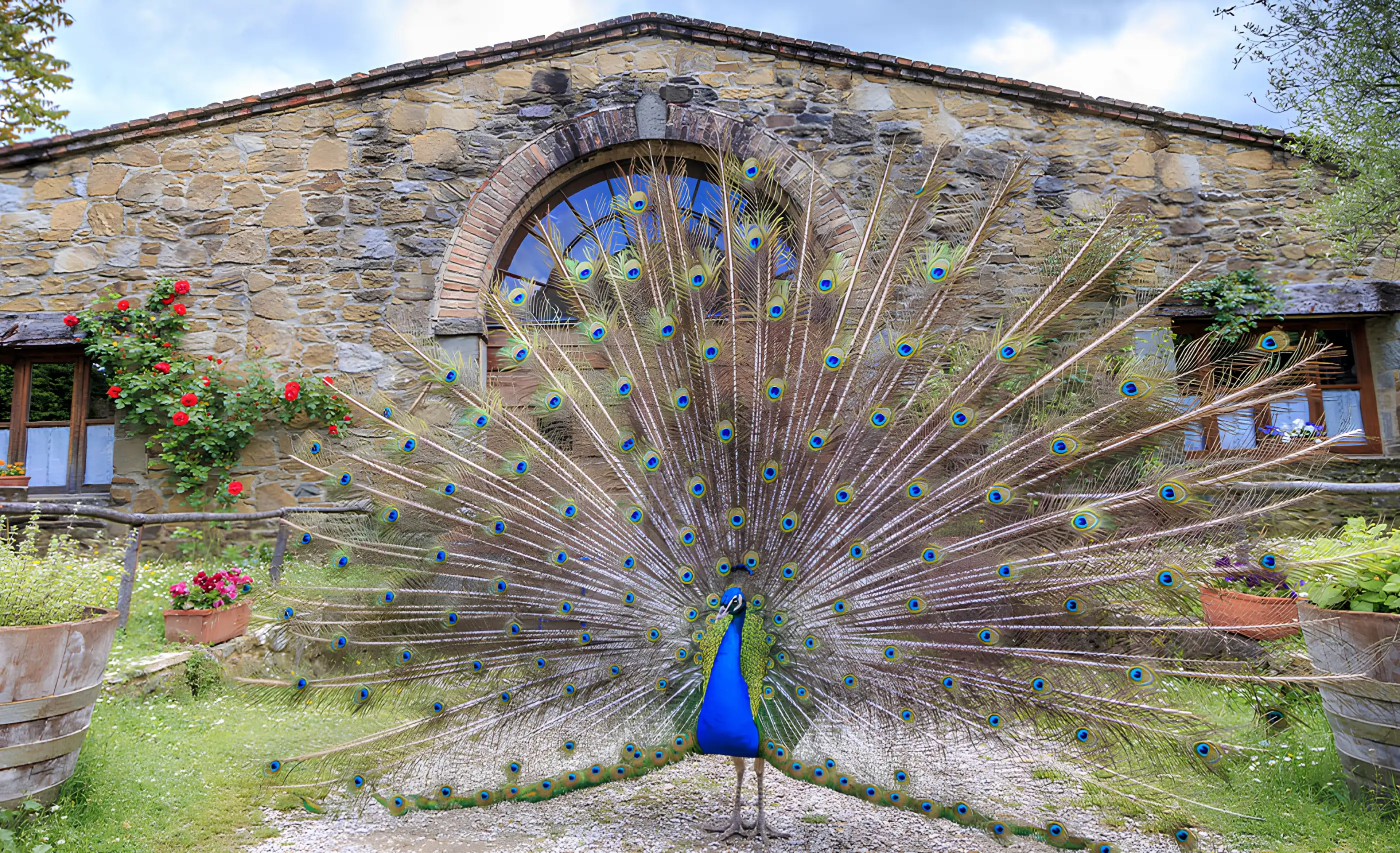 A peacock with its tail fanned out in front of a stone building with an arched window, red roses and terracotta pots