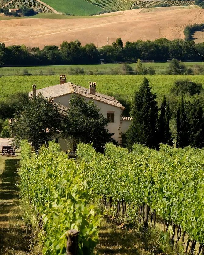 Fattoria La Vialla &mdash; verified Wine producer