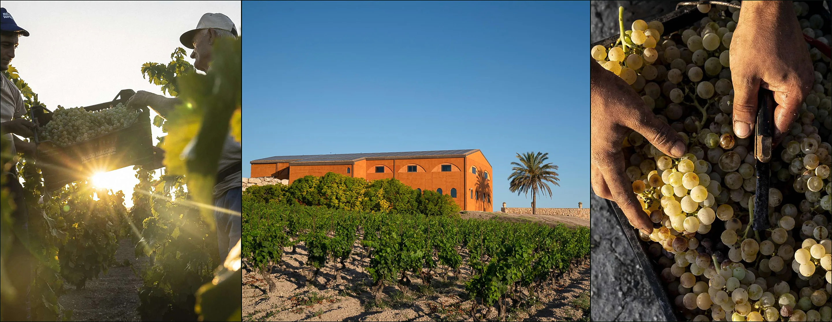 Three photographs at Feudo Maccari: a harvest in low sun, an orange winery with a palm above vines, hands cutting white grapes