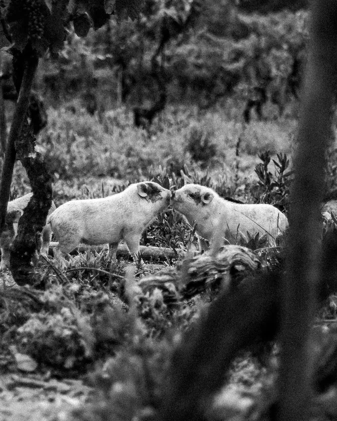 Filipa Pato & William Wouters &mdash; verified Wine producer