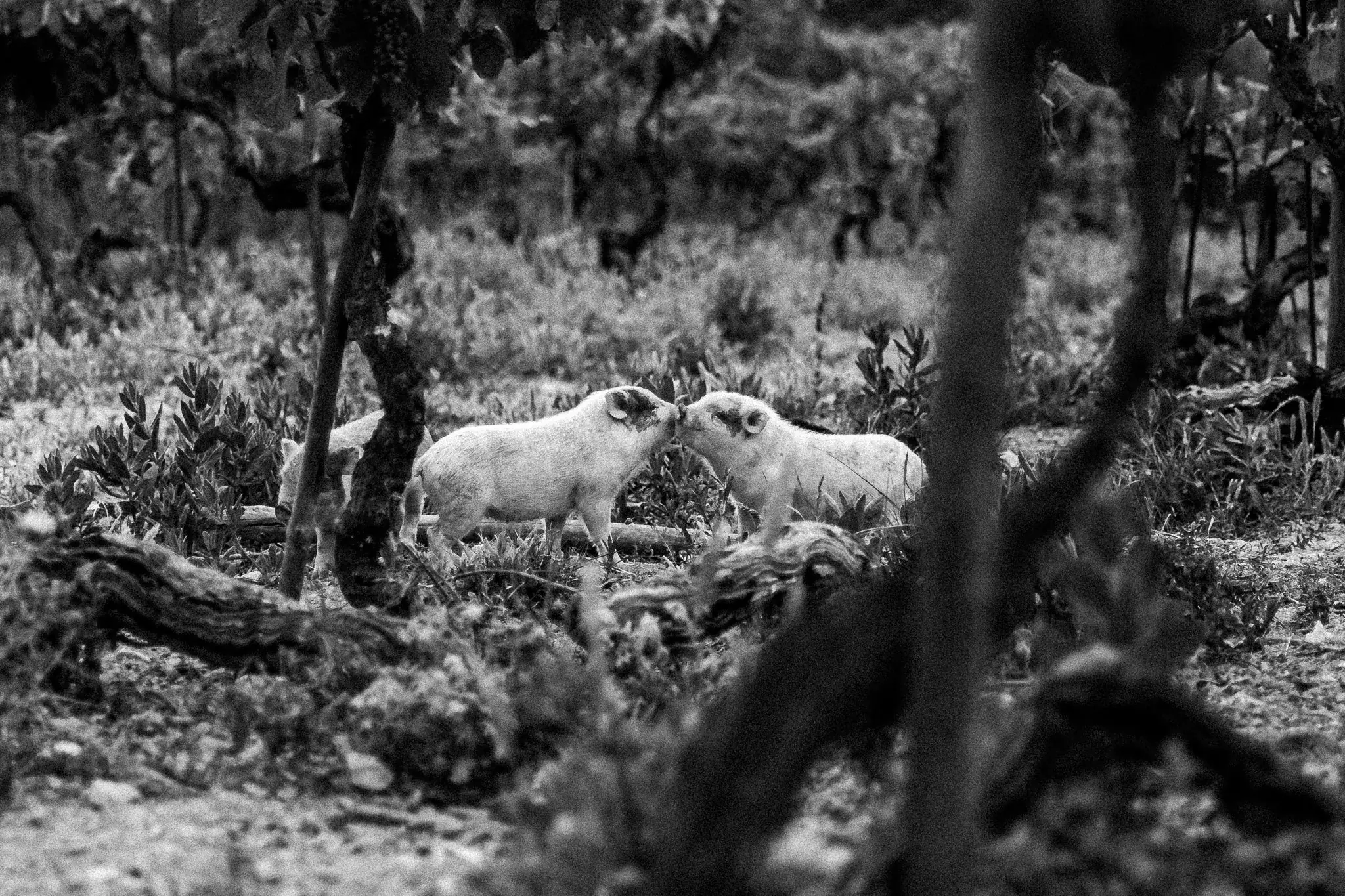 Two young pigs touching noses among old, gnarled vines and wild herbs, in black and white