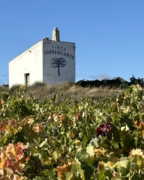 Finca Torremilanos &mdash; verified Wine producer