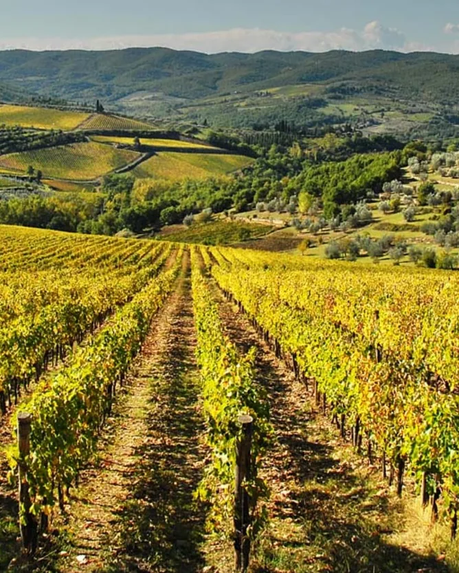 Fontodi
