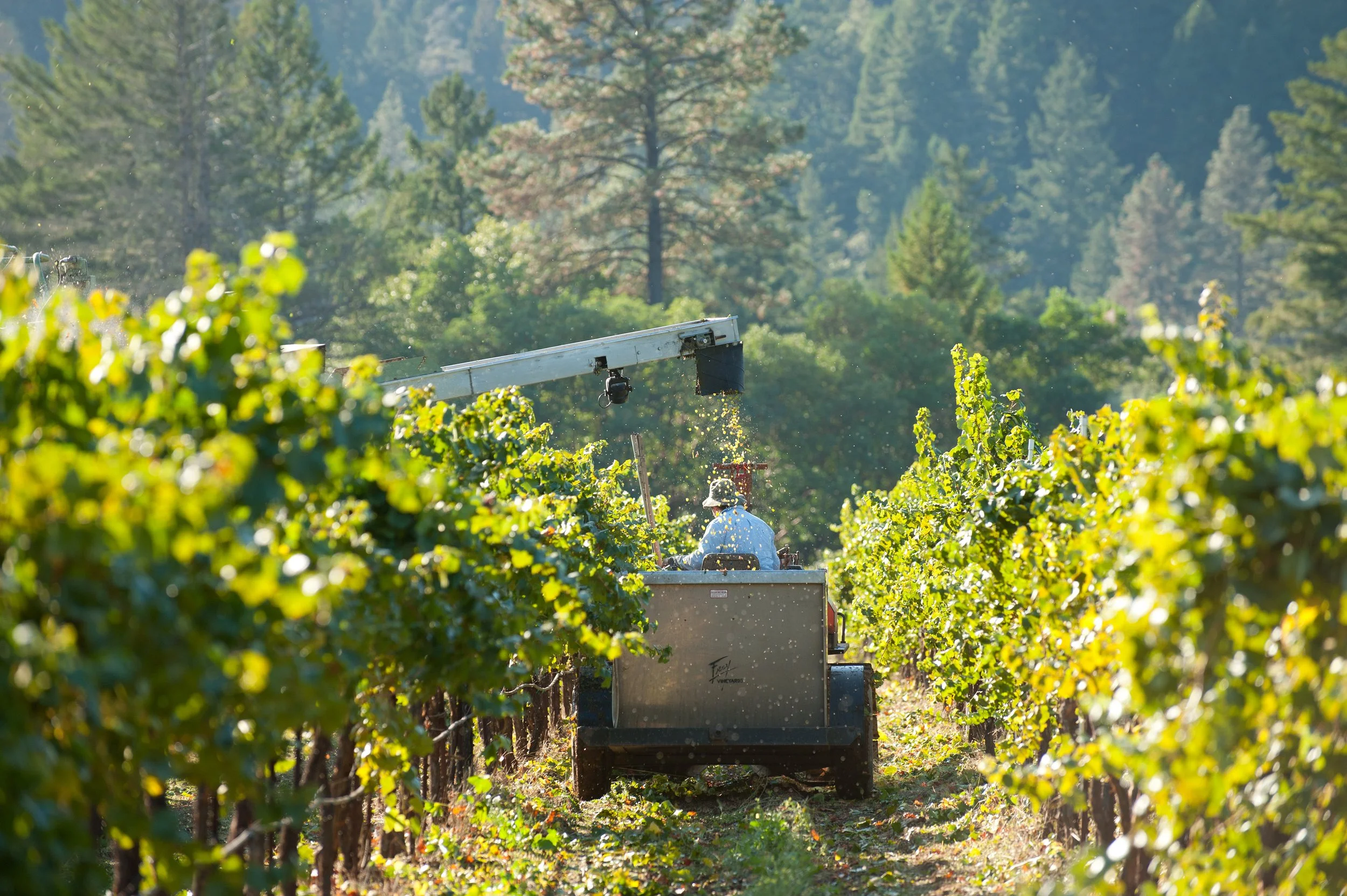 A grape harvester marked Frey Vineyards works between green vine rows, its operator in a sun hat, with conifers behind
