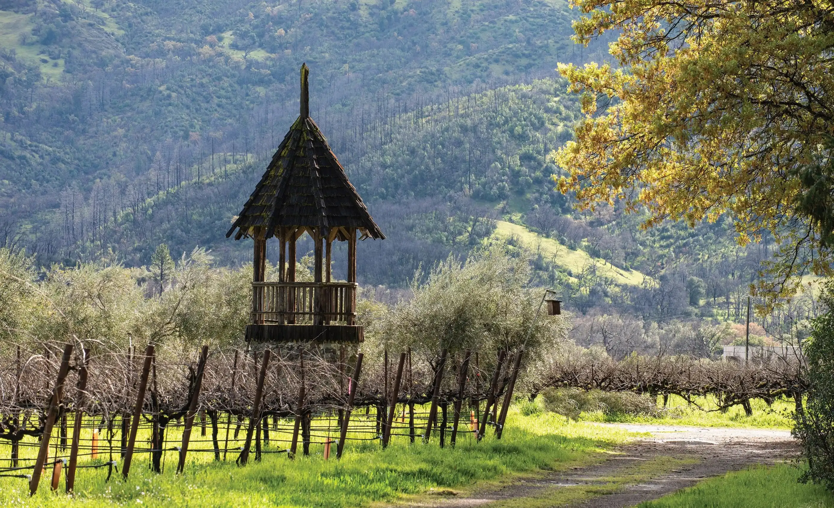 A wooden lookout tower with a shingled roof beside bare vines and trees, with wooded, fire-scarred hills behind