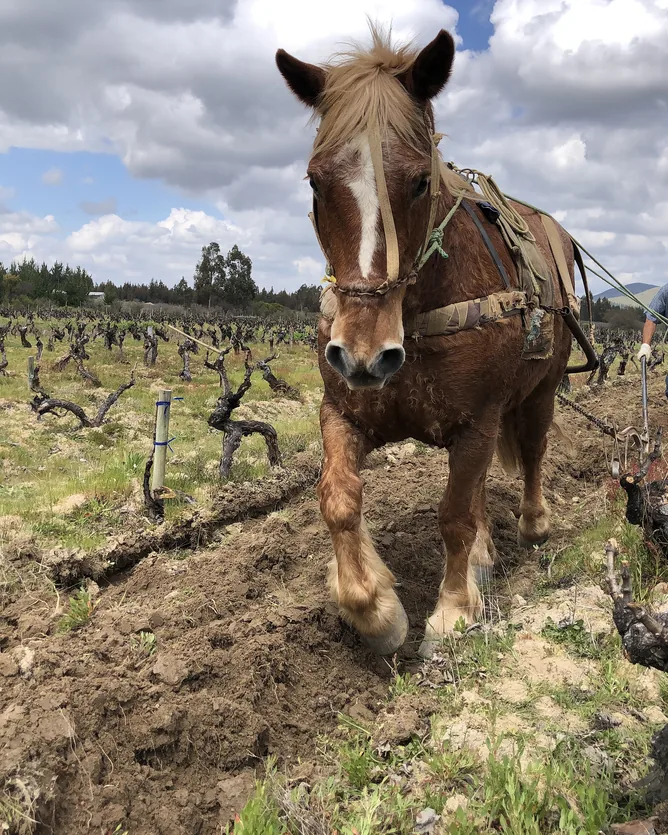 Garage Wine Co &mdash; verified Wine producer