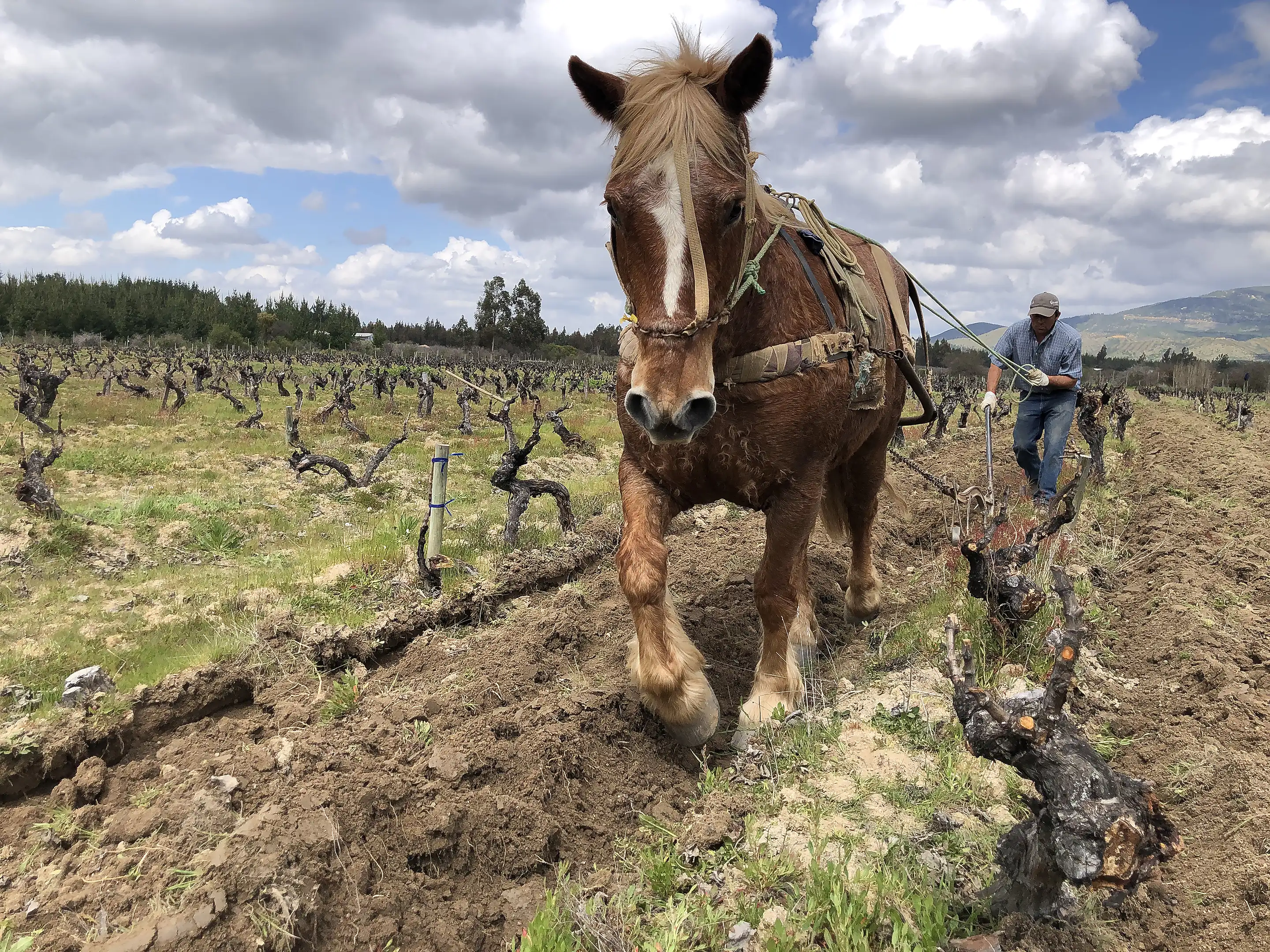 A chestnut horse with a white blaze pulls a plough between gnarled bare vines, a man behind it, at Garage Wine Co