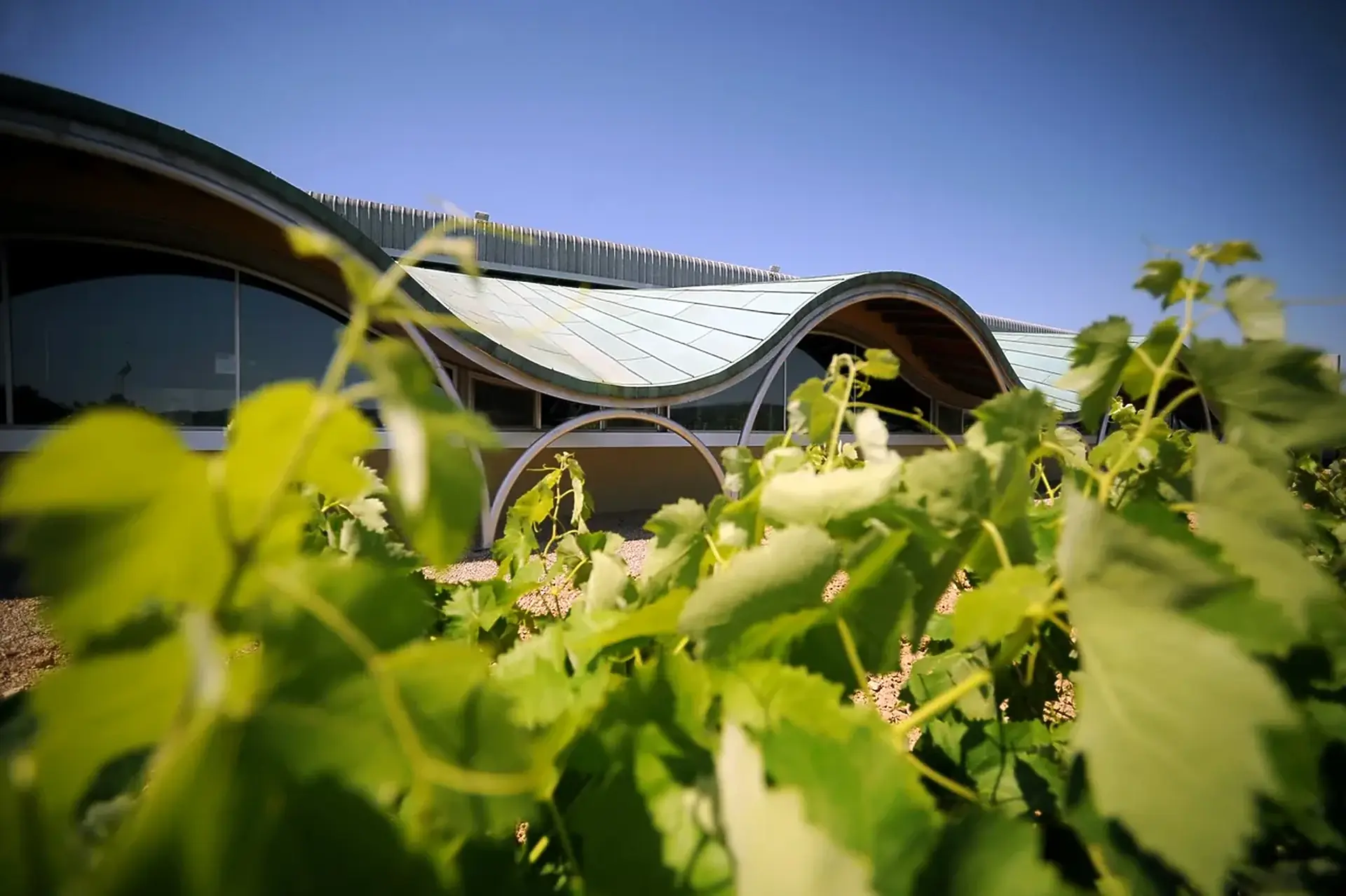 A modern building with a wave-shaped roof and curved arches seen through green vine leaves under a blue sky