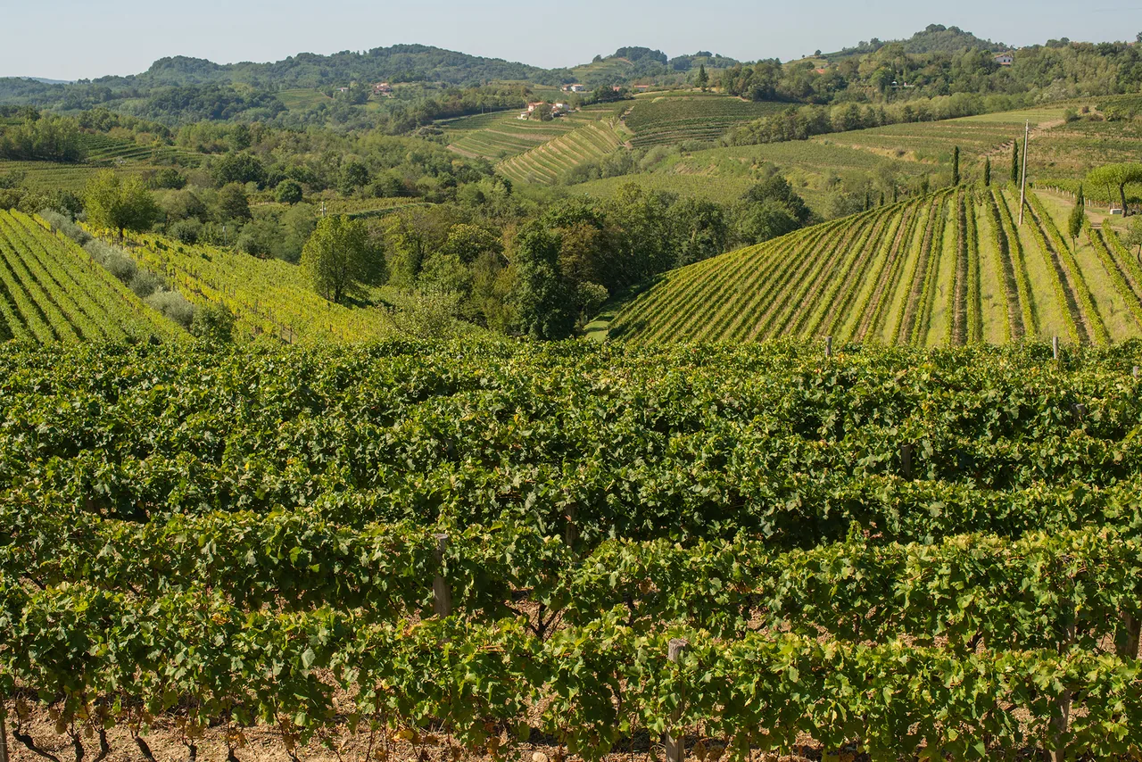 Gravner