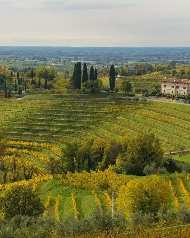 Gravner