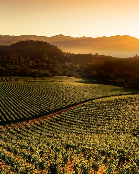 Grgich Hills Estate &mdash; verified Wine producer