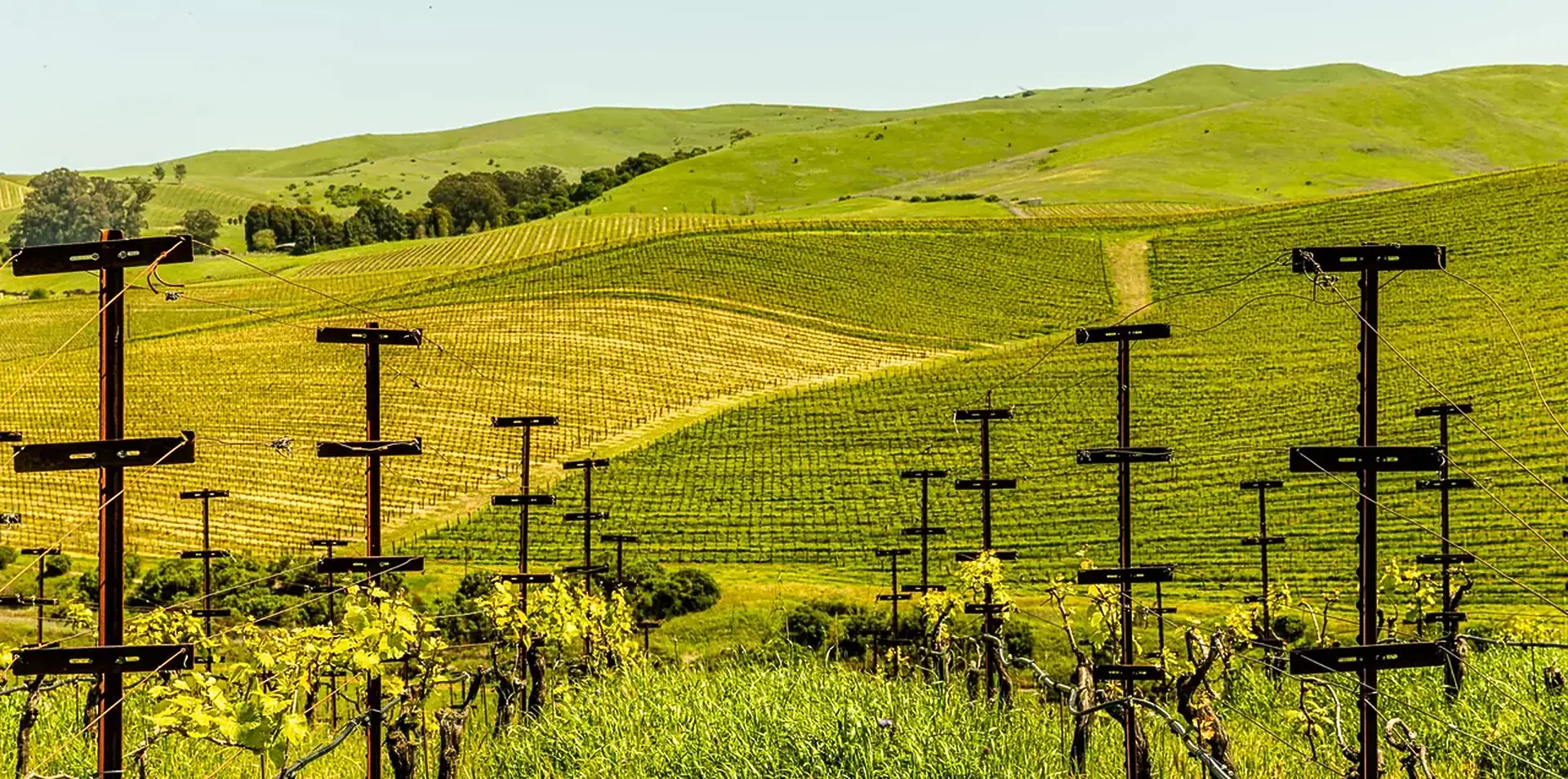 Vineyards on rolling green hills seen past tall wooden posts with crossarms, with new vine growth in the foreground