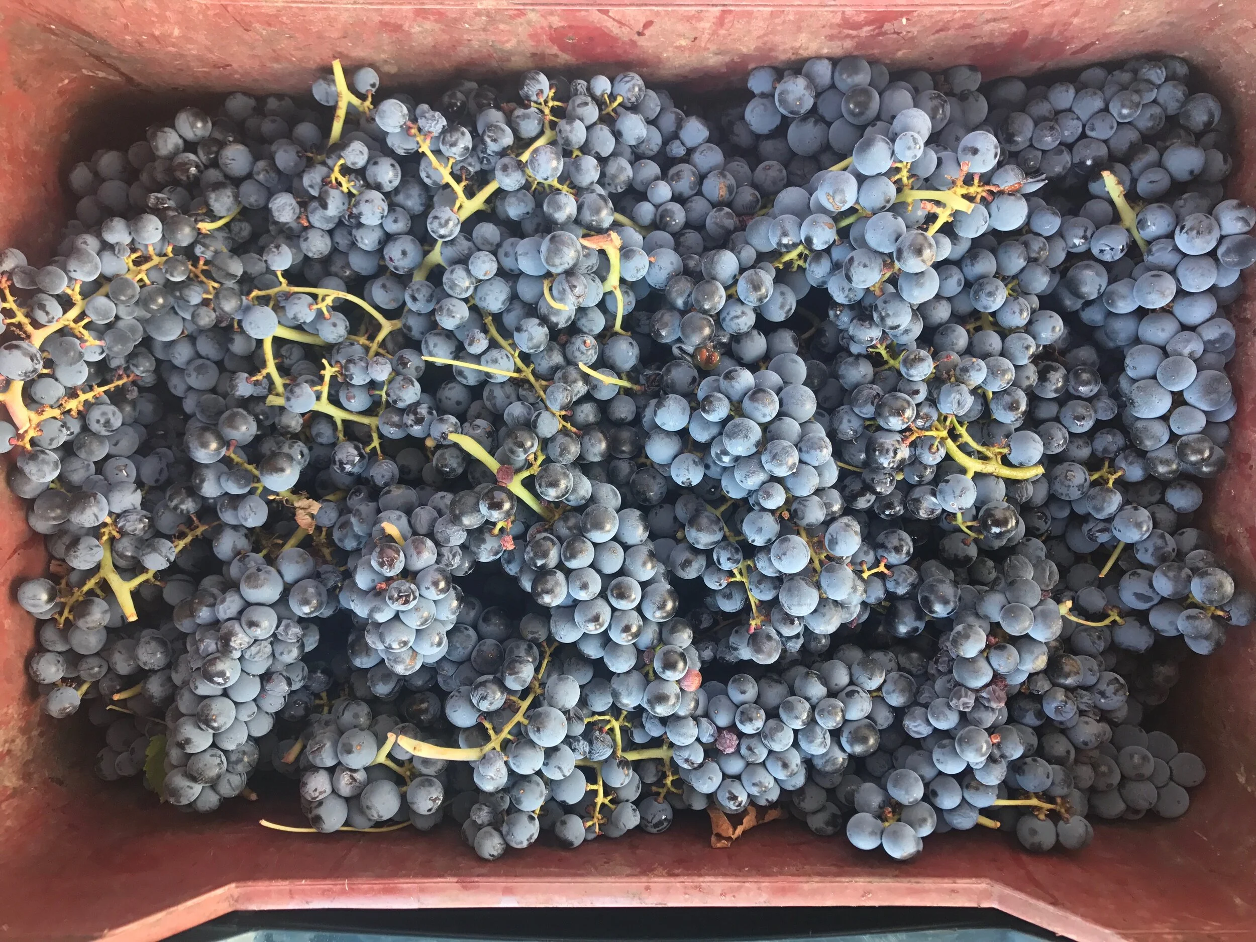 A red plastic crate filled with bunches of dark blue grapes, seen from above