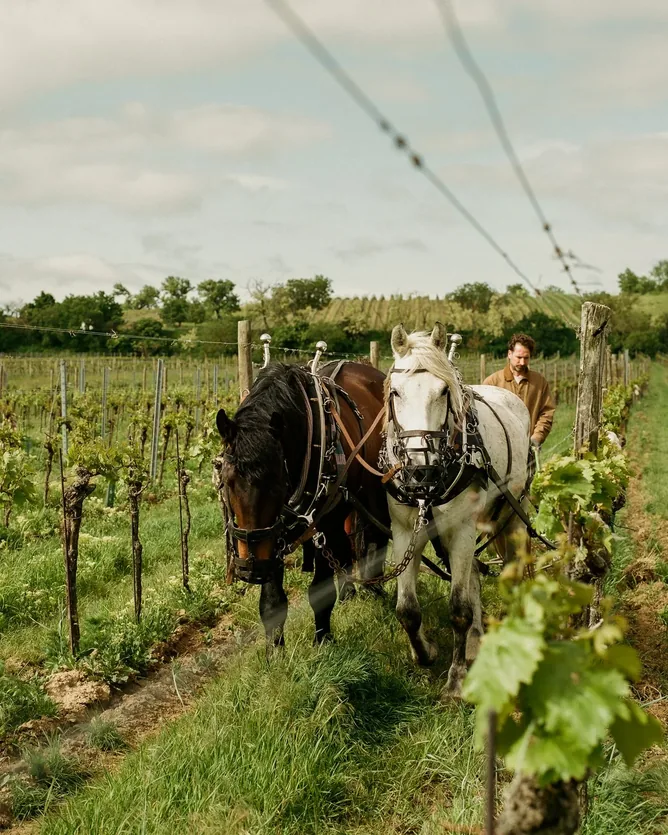 Gut Oggau &mdash; verified Wine producer