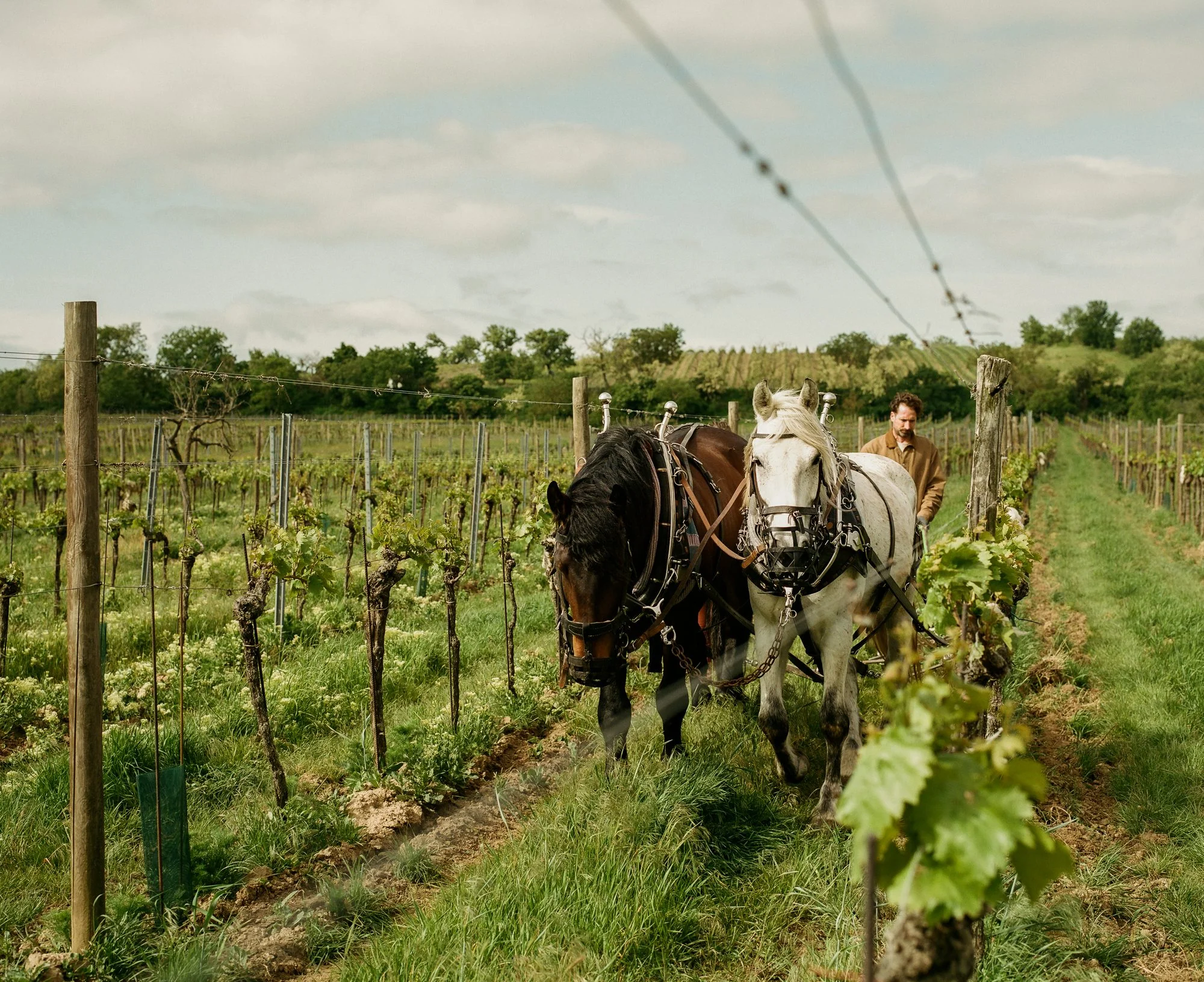 Two harnessed horses, one brown and one grey, walking down a grassy vine row with a man in a tan jacket behind them