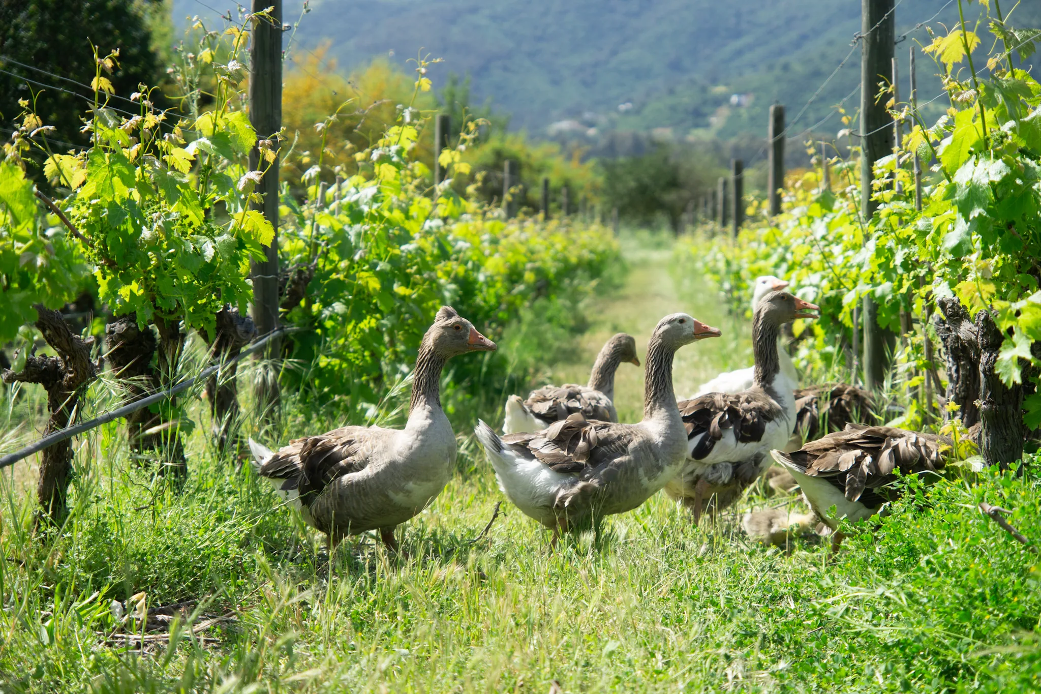 Geese walking along a grassy vine row between trellised vines in fresh leaf, with a wooded hill behind