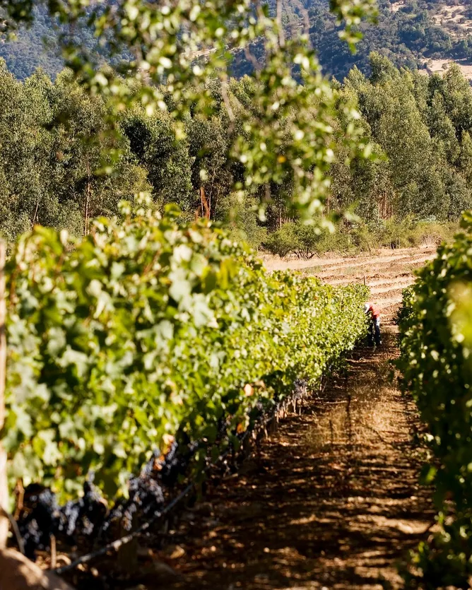 Hacienda Araucano &mdash; verified Biodynamic Wine producer