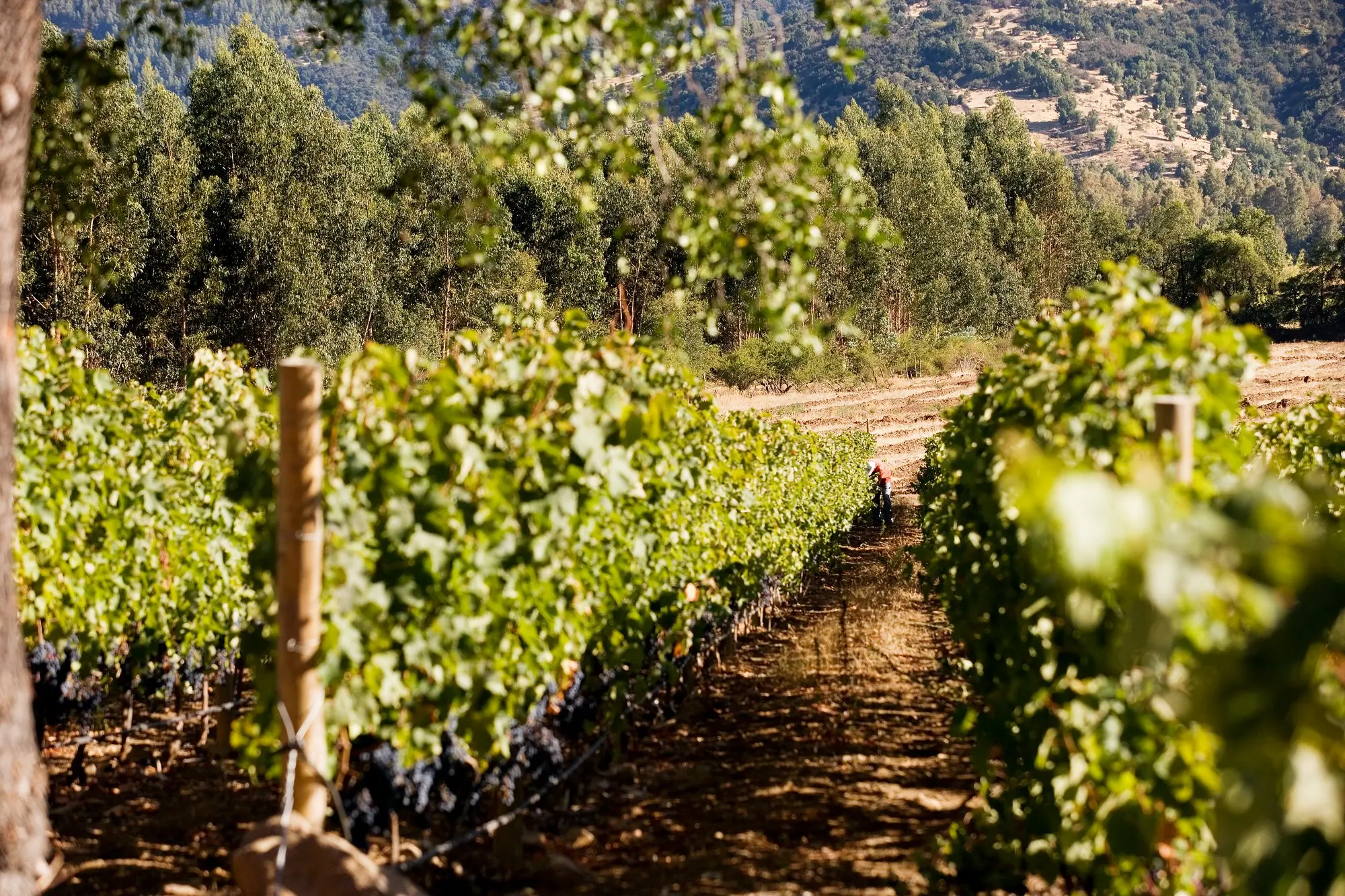A vine row with dark grape bunches low on the vines, a worker at the far end of the row, and tall trees on the hill beyond