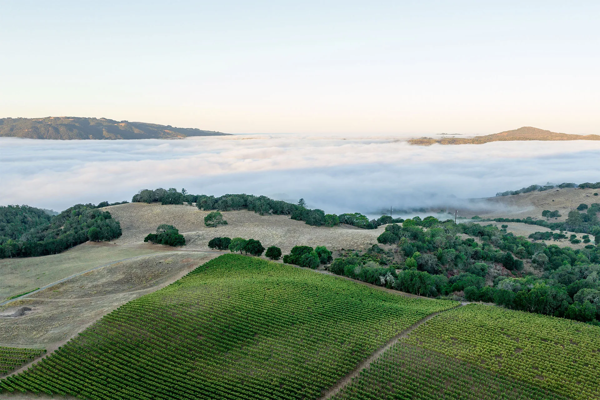 Hamel Family Wines