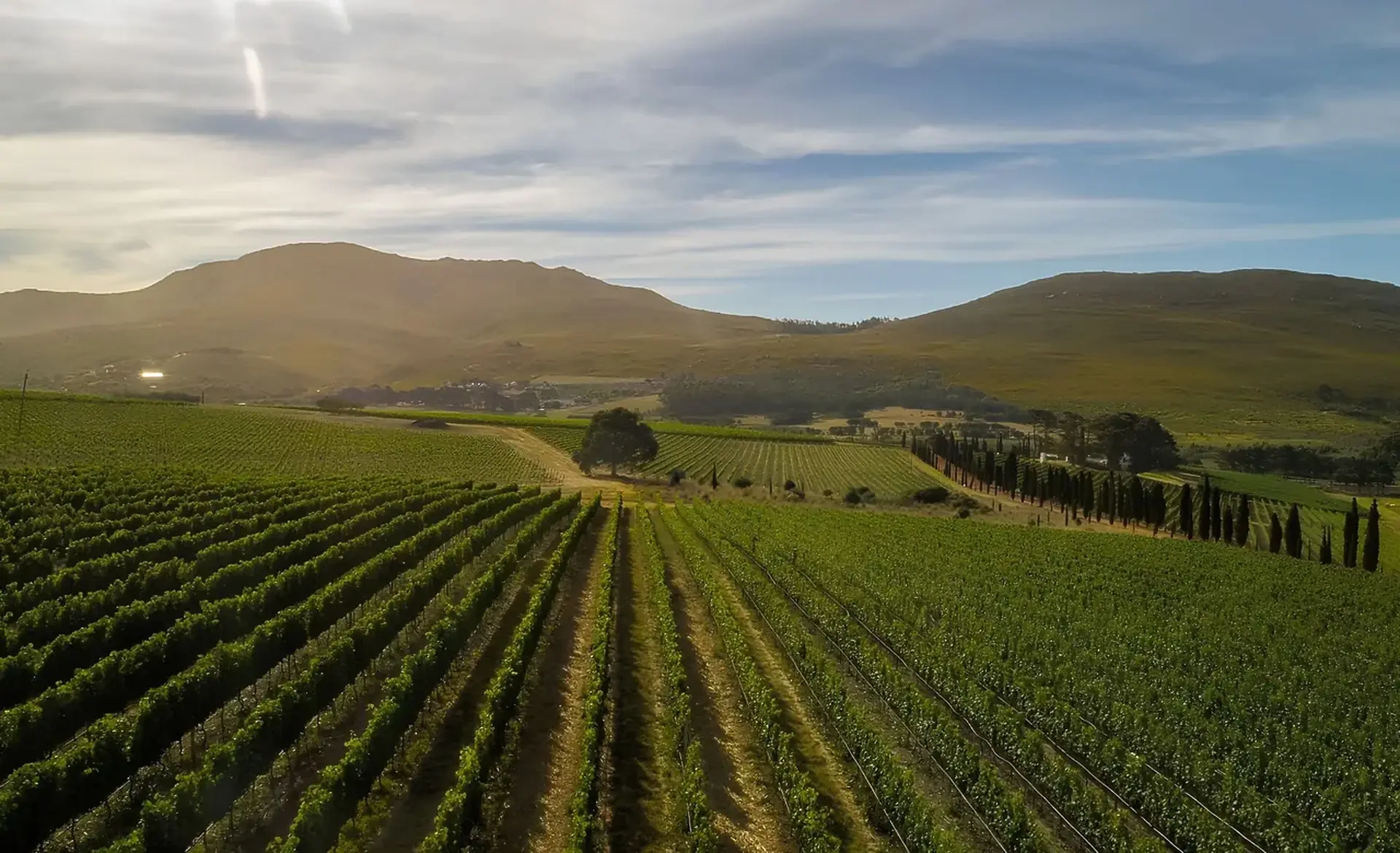Vine rows running toward a line of cypress trees, with brown mountains under streaky cloud beyond
