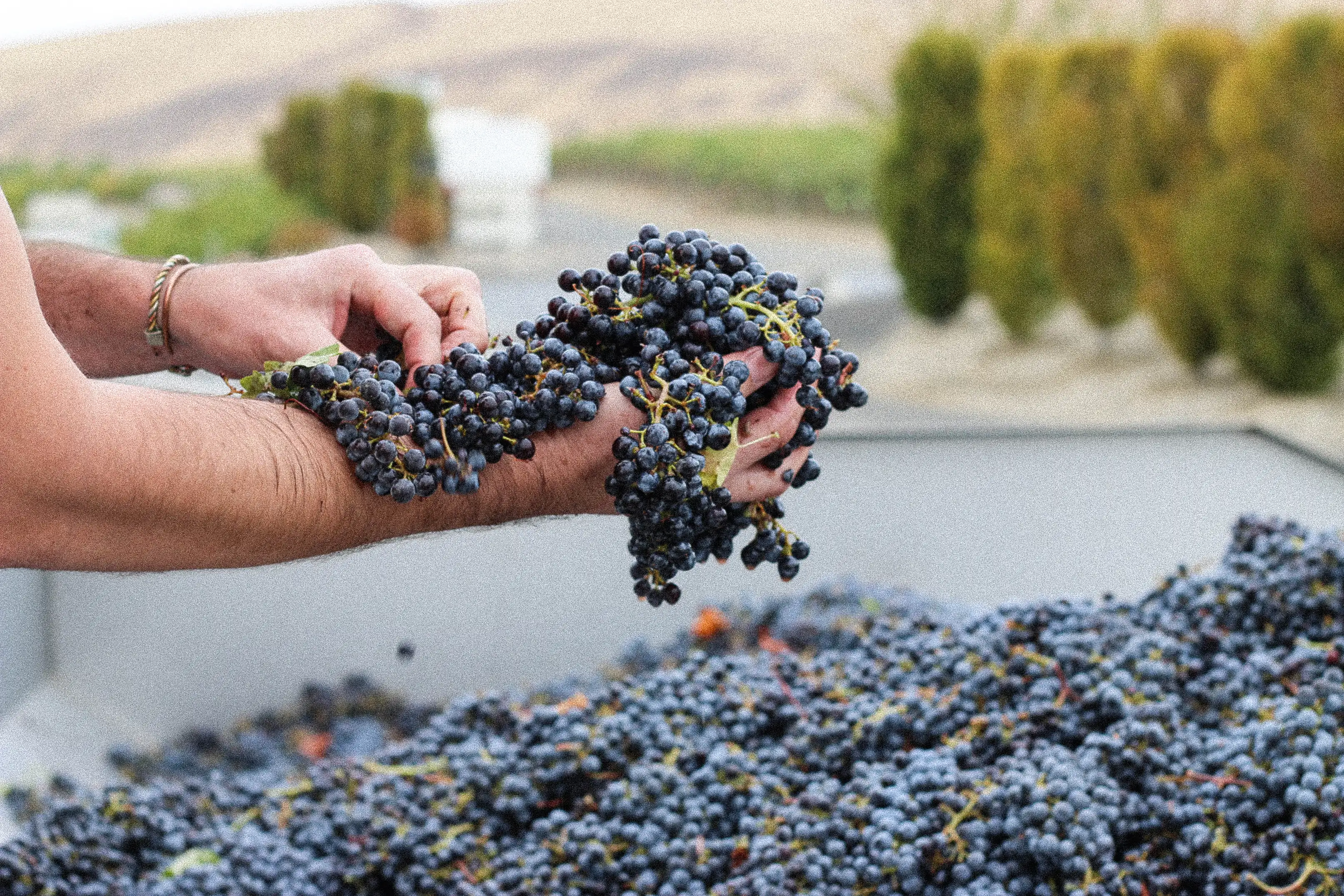 Hands lifting a bunch of dark grapes from a bin heaped with harvested grapes, with trimmed shrubs and a dry hill blurred behind