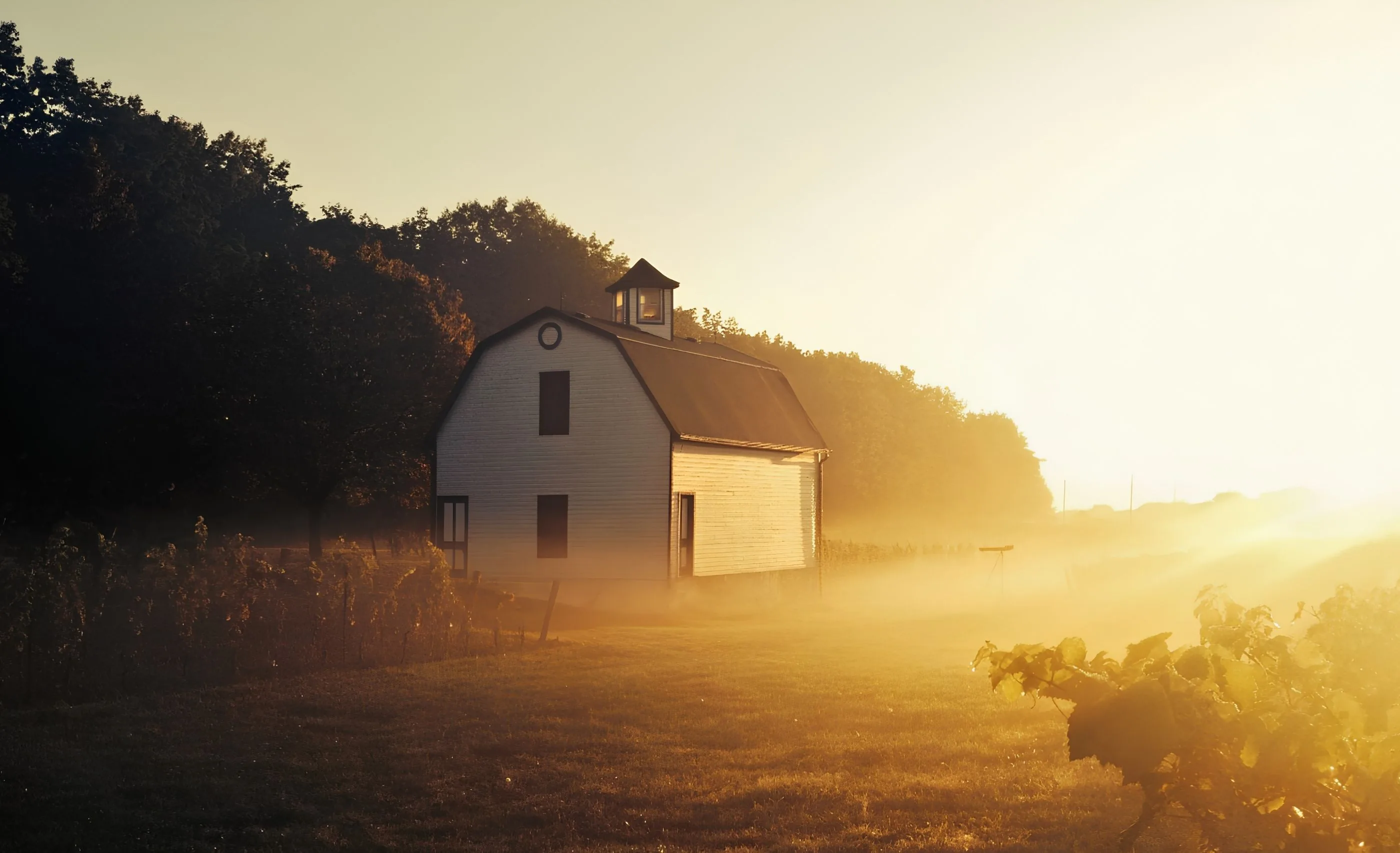 A white barn with a gambrel roof and small cupola beside vines and woodland, in low golden sun and mist