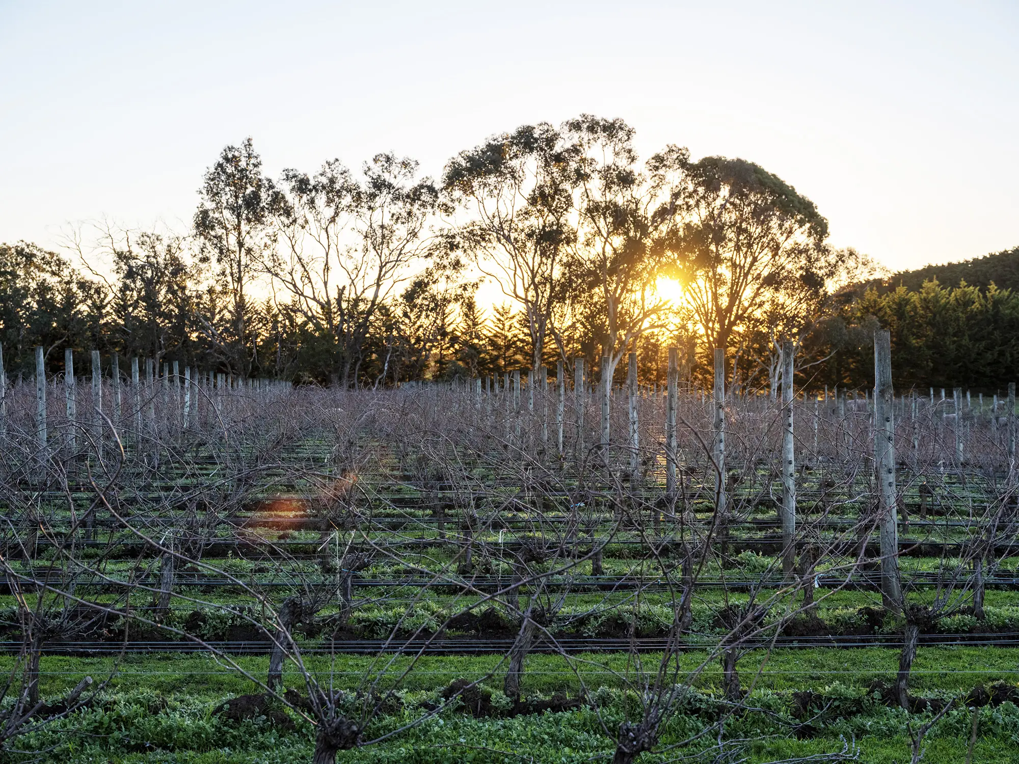 Leafless vines on posts with green growth between the rows, and tall gum trees silhouetted against a low setting sun
