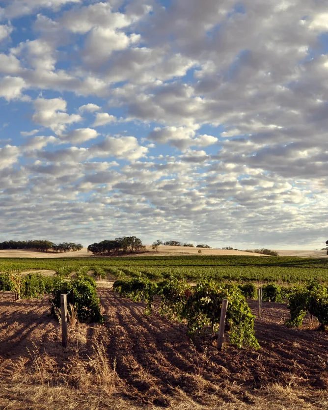 Kalleske Wines &mdash; verified Wine producer