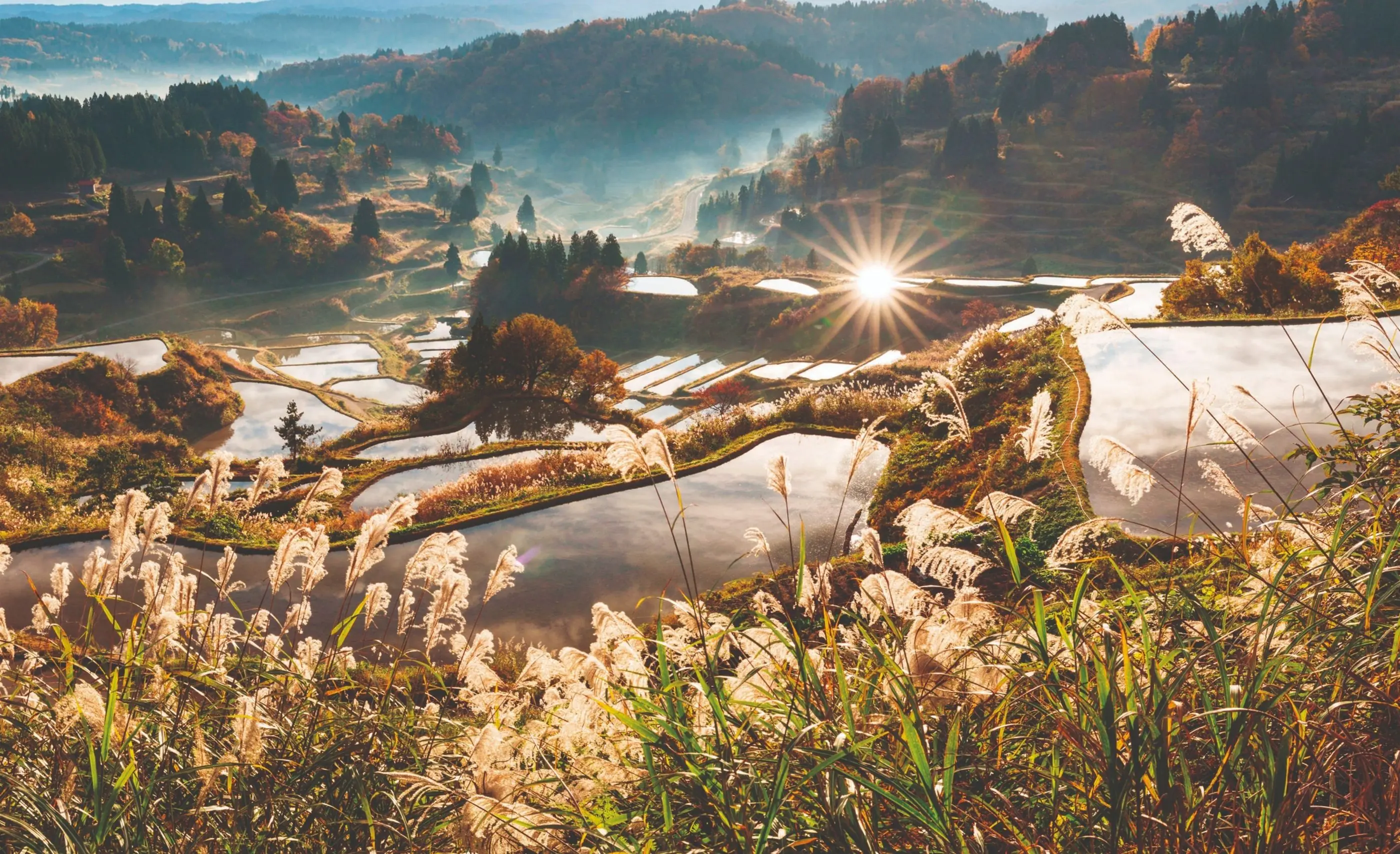 Terraced rice paddies holding still water on a misty hillside in autumn colour, with pale silvergrass in the foreground