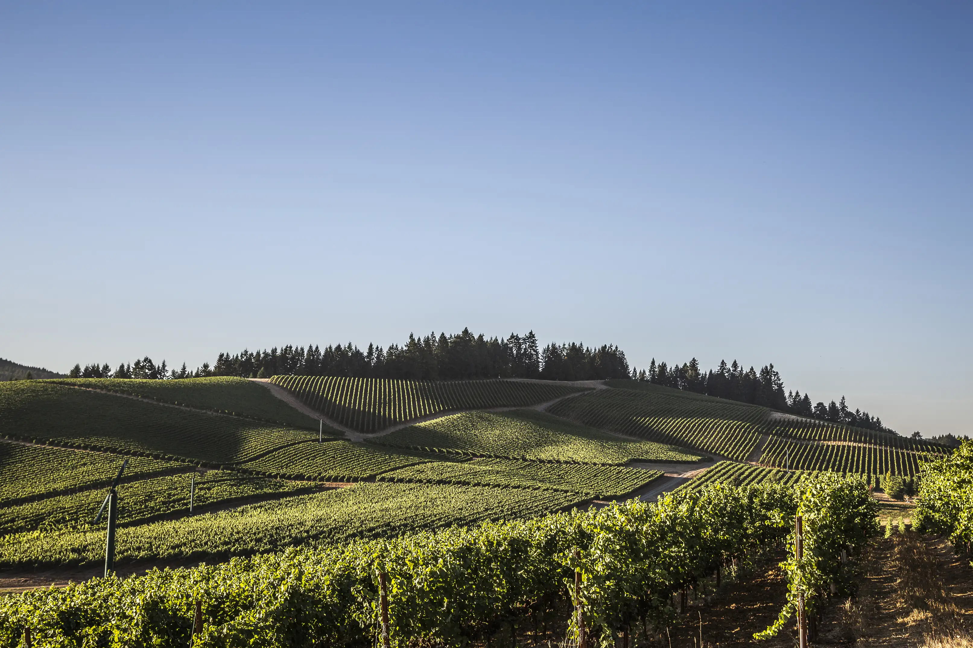 Vineyard blocks at King Estate rolling over a hill beneath a dark conifer ridge and clear blue sky, vines in the foreground