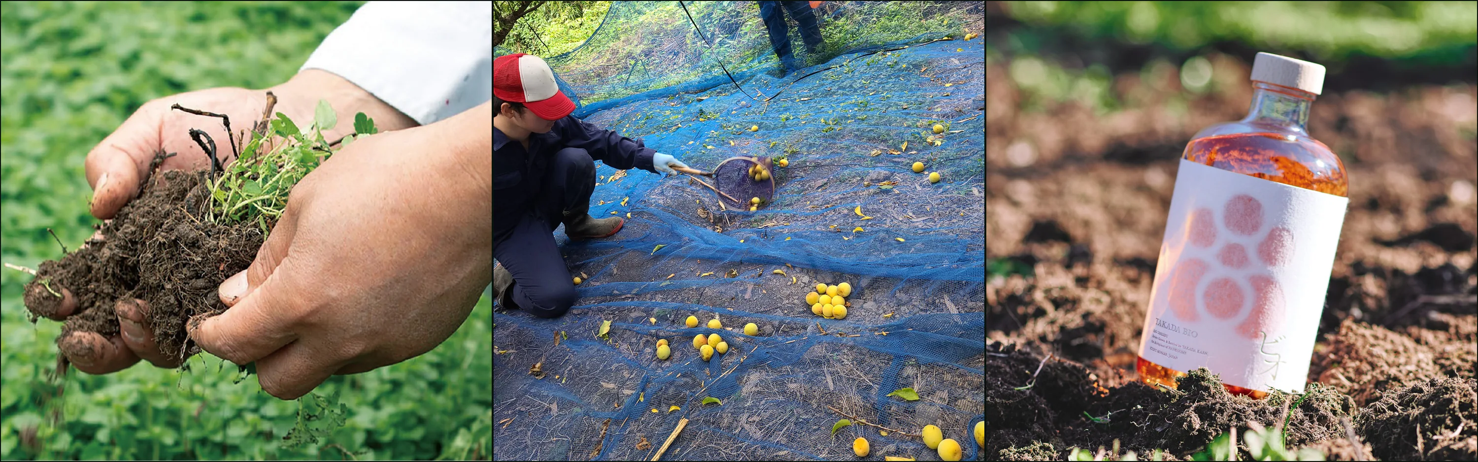 Three photographs: a hand holding soil and green ground cover, a worker gathering fallen yellow fruit on blue netting, a Takada Bio bottle in orchard soil