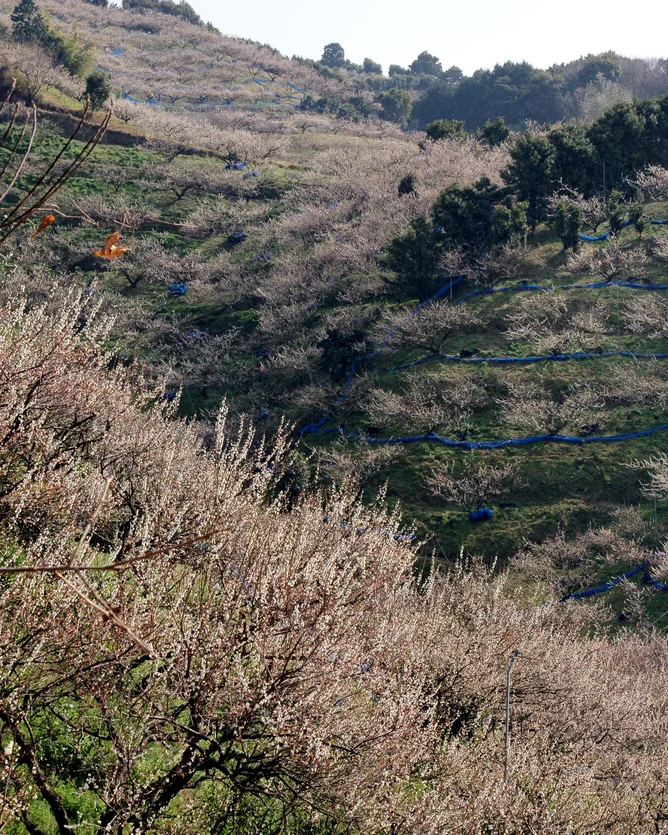 Kishu Takada Kaen &mdash; verified Umeshu producer