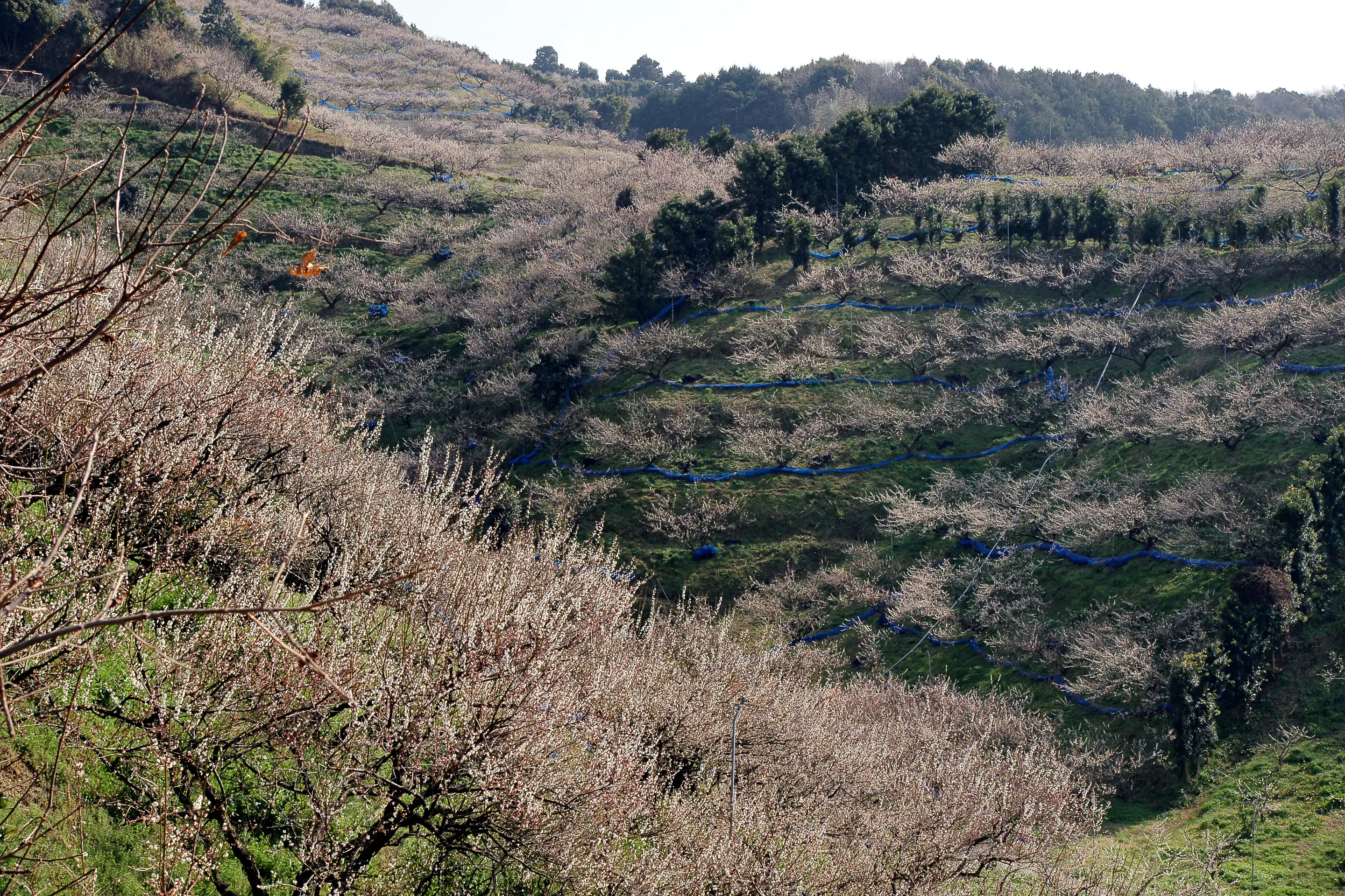 Hillside orchards of ume trees in pale blossom, with blue nets rolled along the terraces, at Minabe Bairin in Wakayama