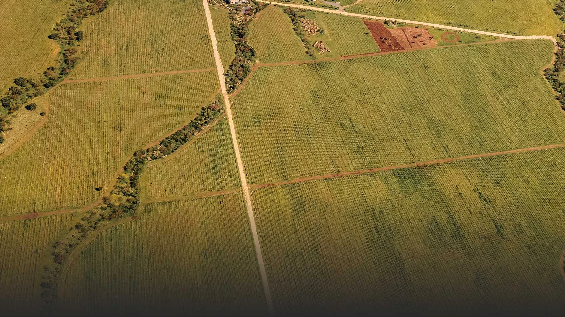 Aerial view of vineyard blocks at Koyle divided by dirt tracks and thin lines of trees, fading to dark at the bottom edge