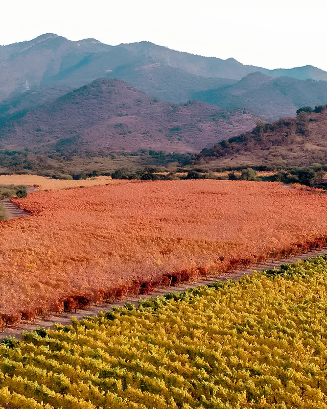 Koyle &mdash; verified Biodynamic Wine producer