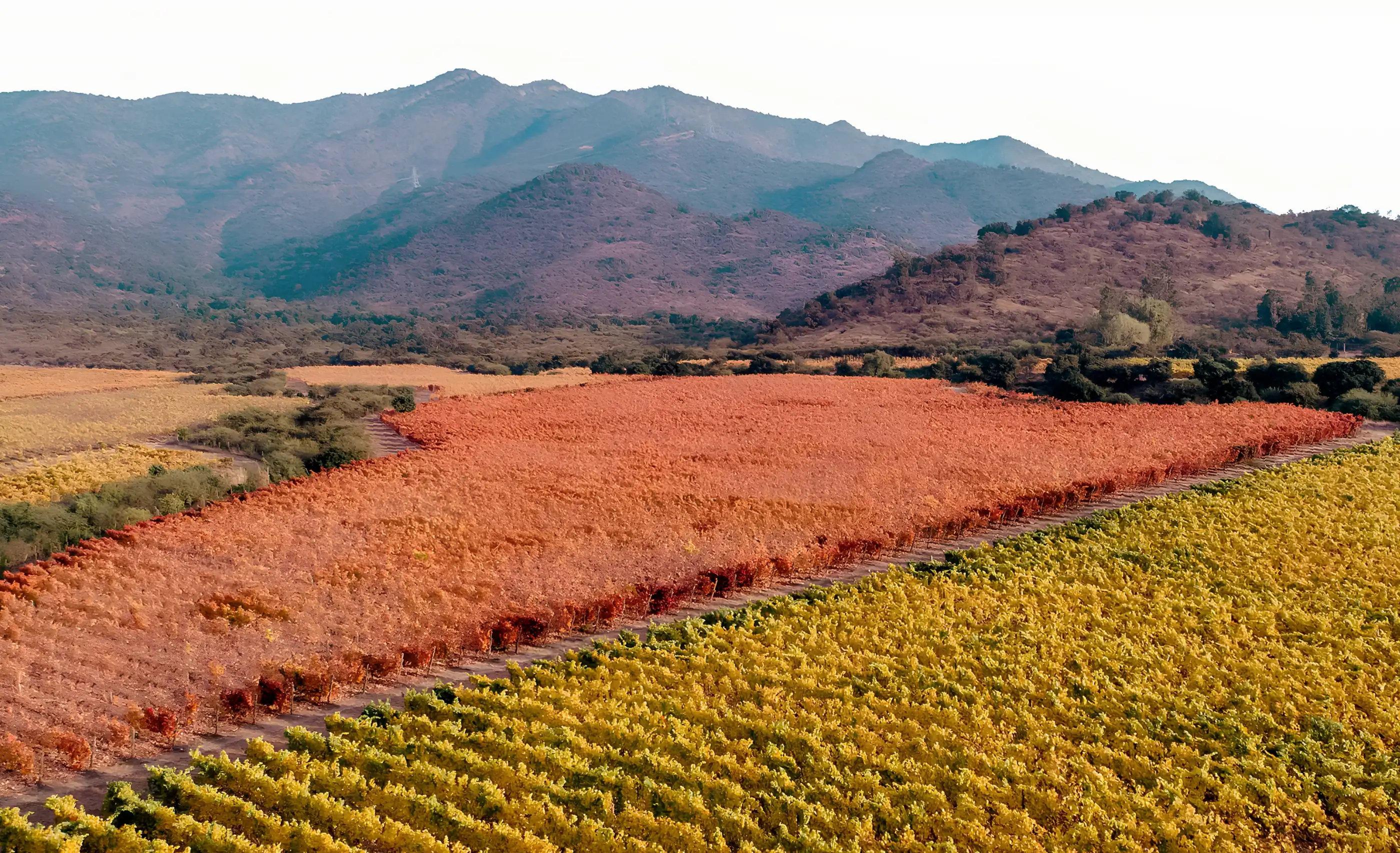 Aerial view of vineyard blocks in red-orange and yellow autumn leaf, with dry brown hills and ridges behind
