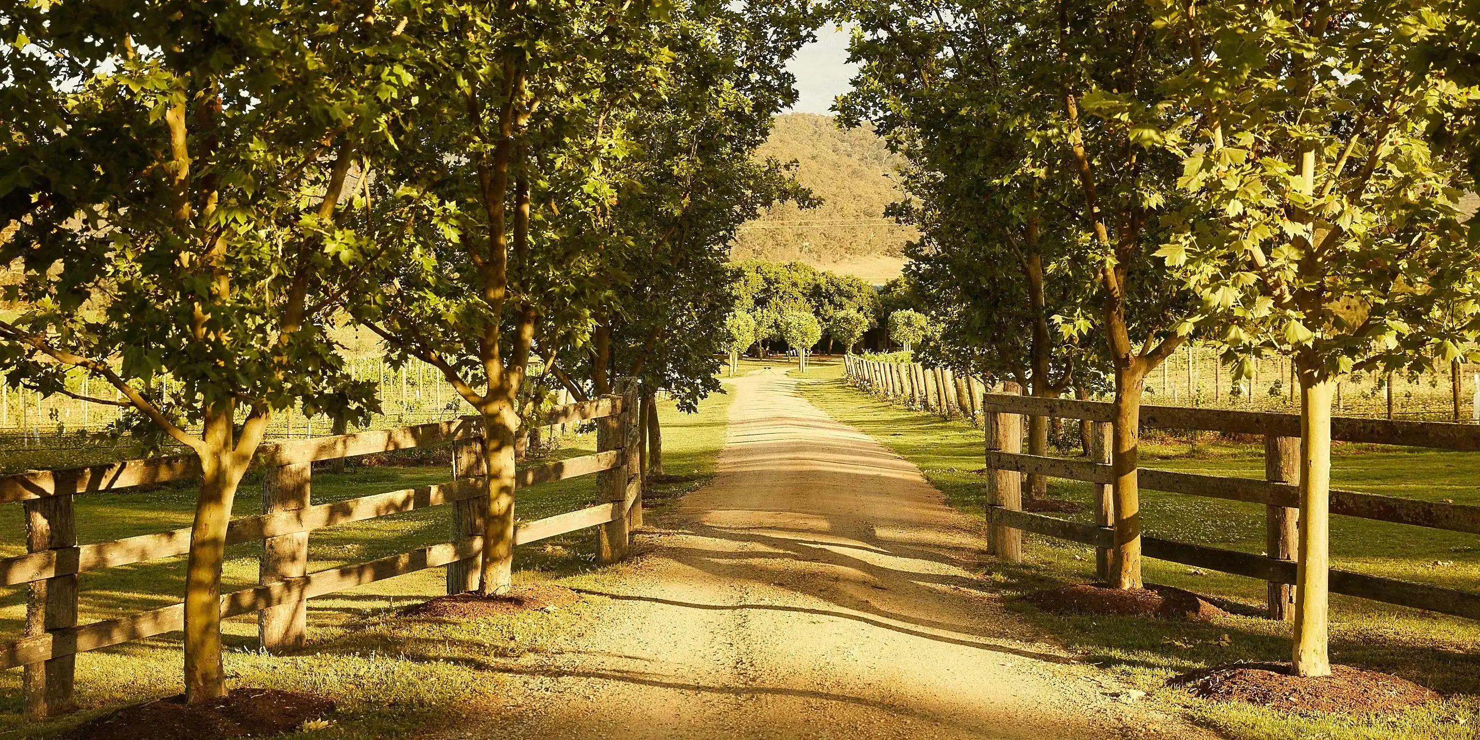 A gravel drive lined with young trees and timber post-and-rail fences, with vines beyond and a golden hill in the distance