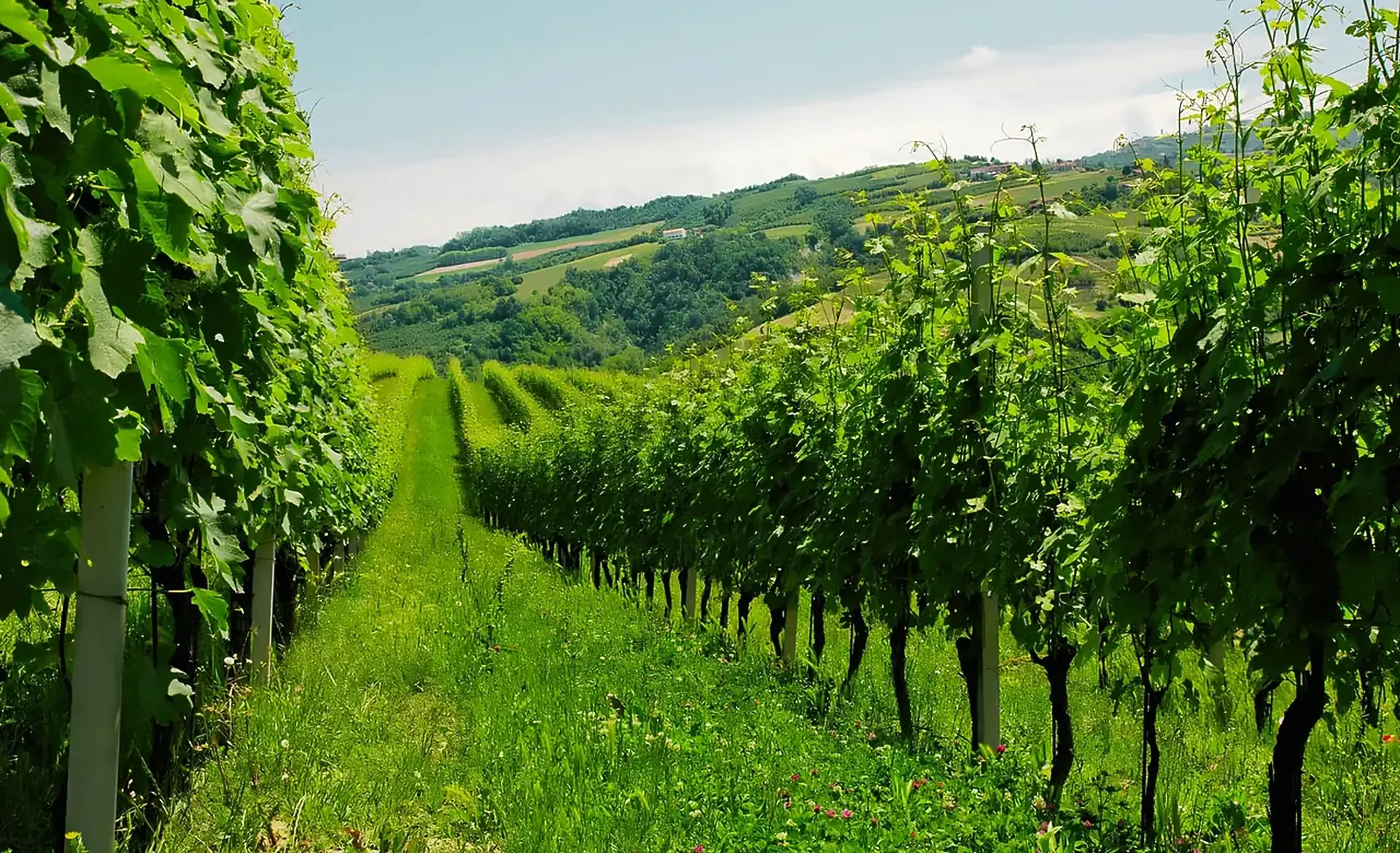 A grassy alley with wildflowers between tall green vine rows, with wooded hills and farmhouses beyond