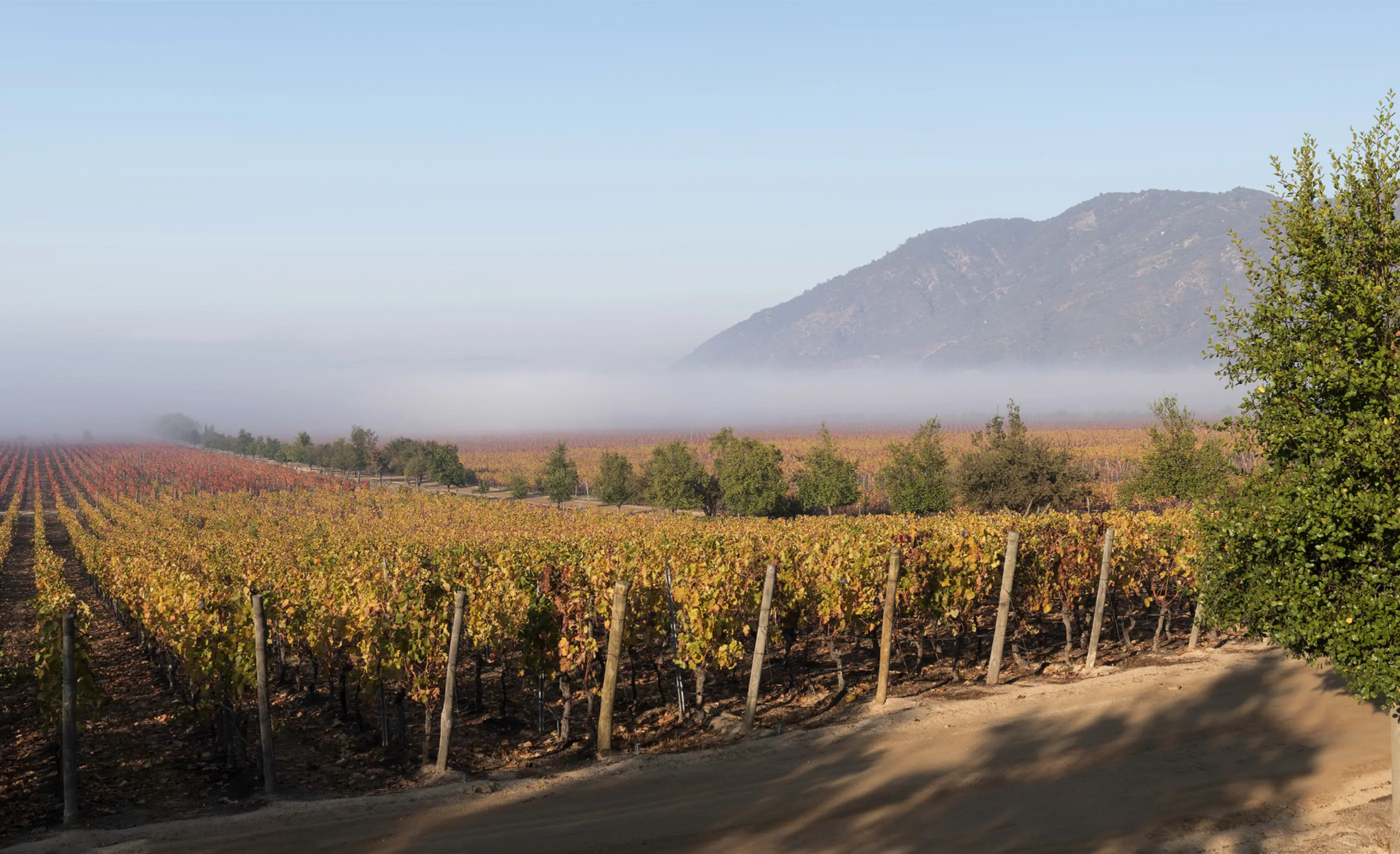 Vine rows in yellow and red autumn leaf beside a dirt road, with low fog over the valley and a mountain beyond
