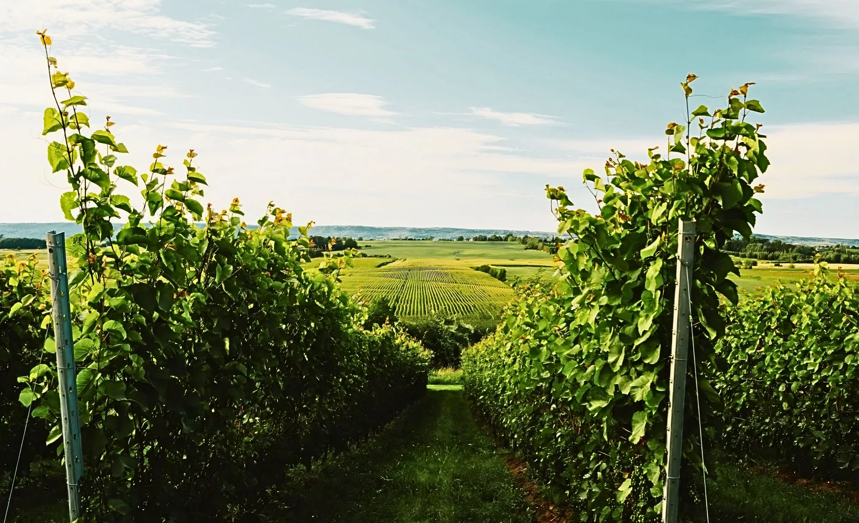 A grassy alley between tall green vines leading to a striped field of crop rows and low hills on the horizon