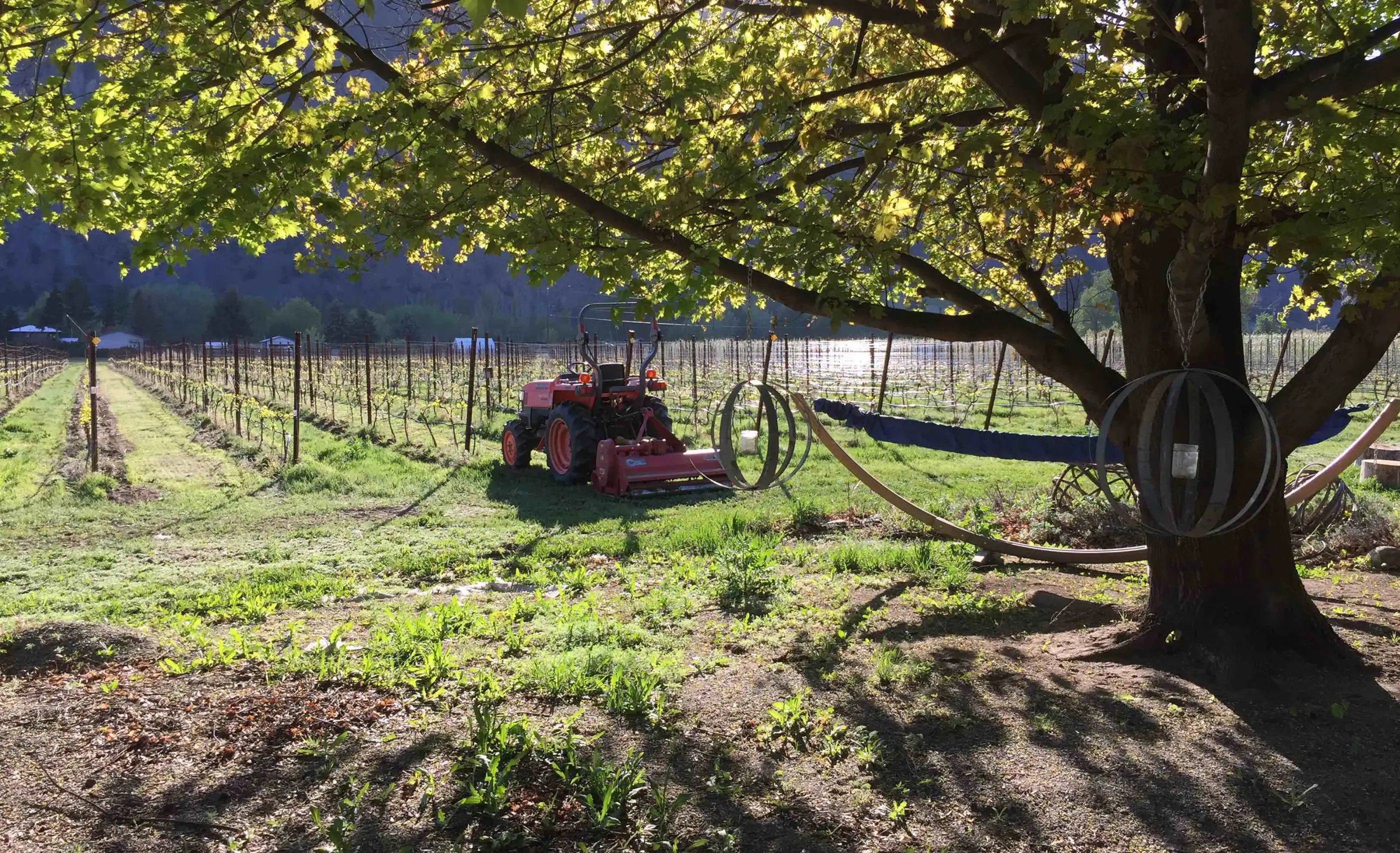 A red tractor with a tilling attachment parked on grass between vine rows, under a large tree hung with metal hoop spheres