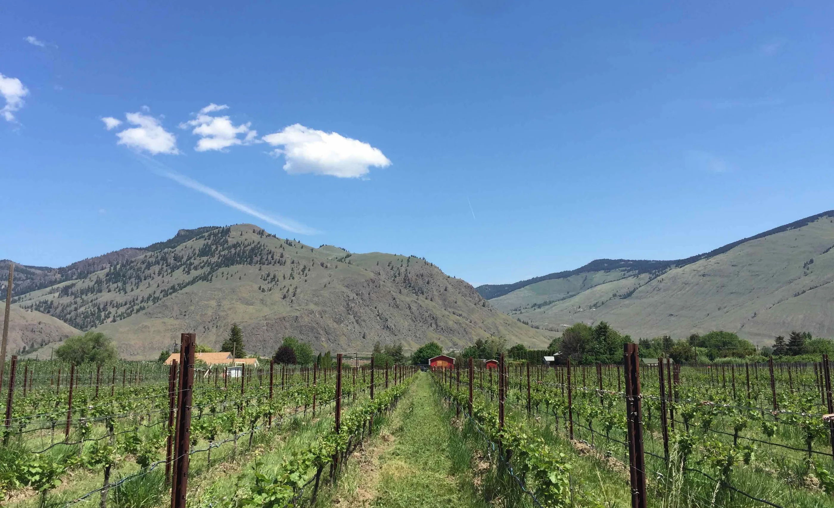 A grassy alley between young leafy vine rows leading toward a small red building, with bare dry mountains under a blue sky