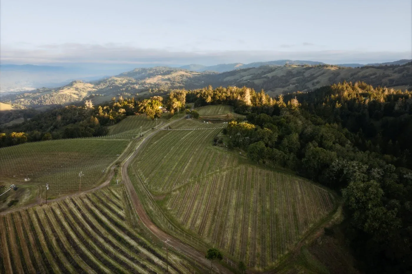 Littorai Wines