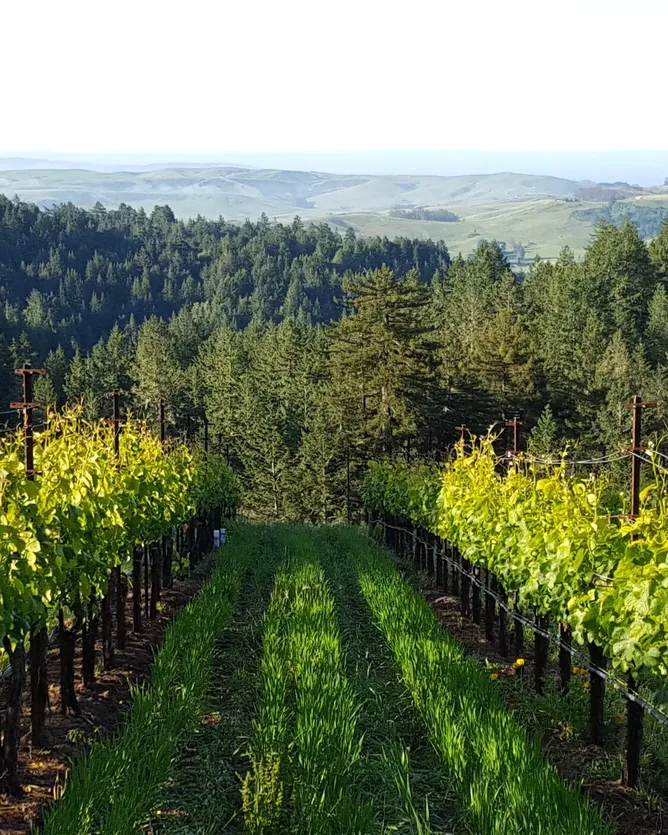 Littorai Wines