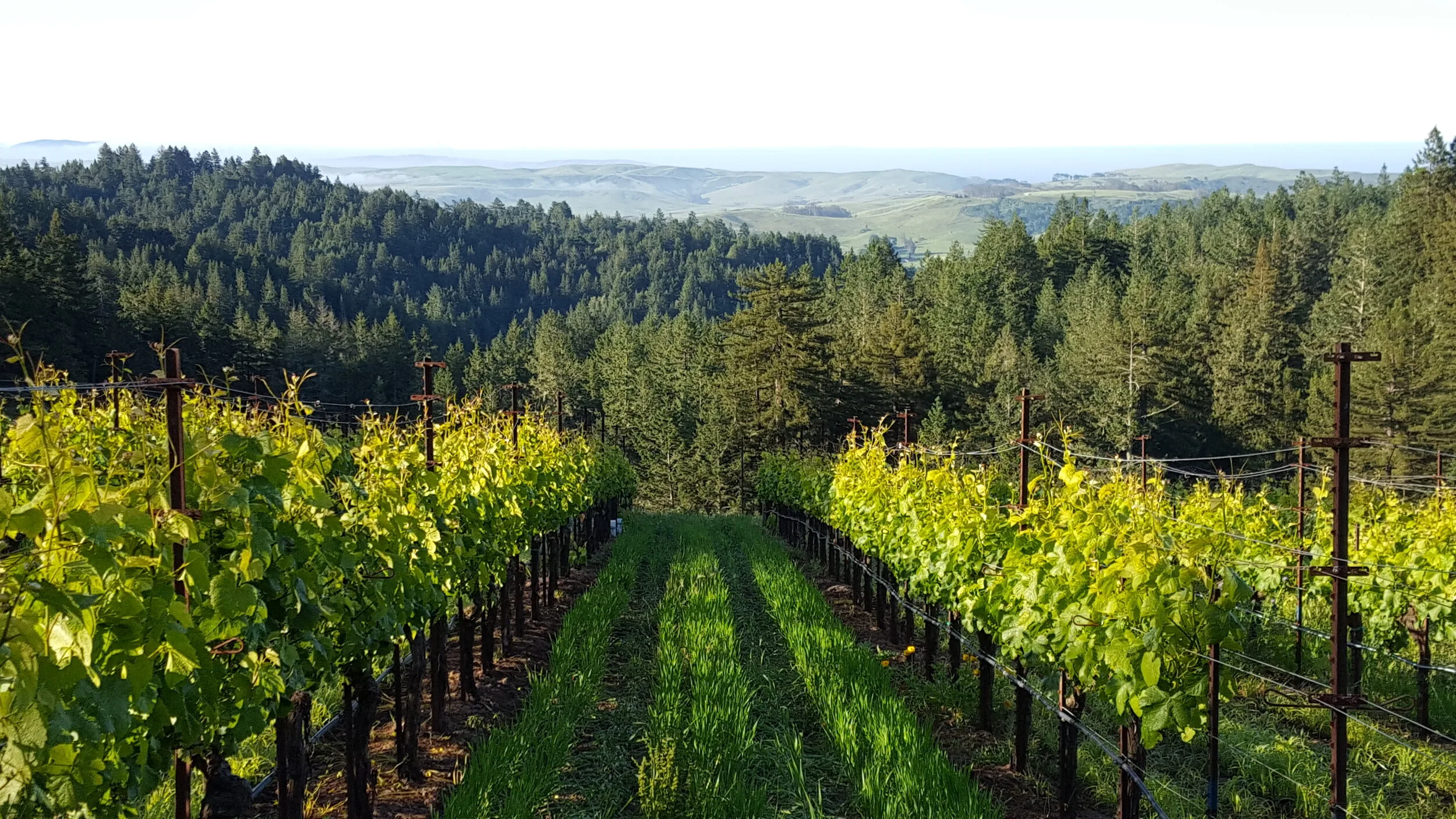 Littorai Wines